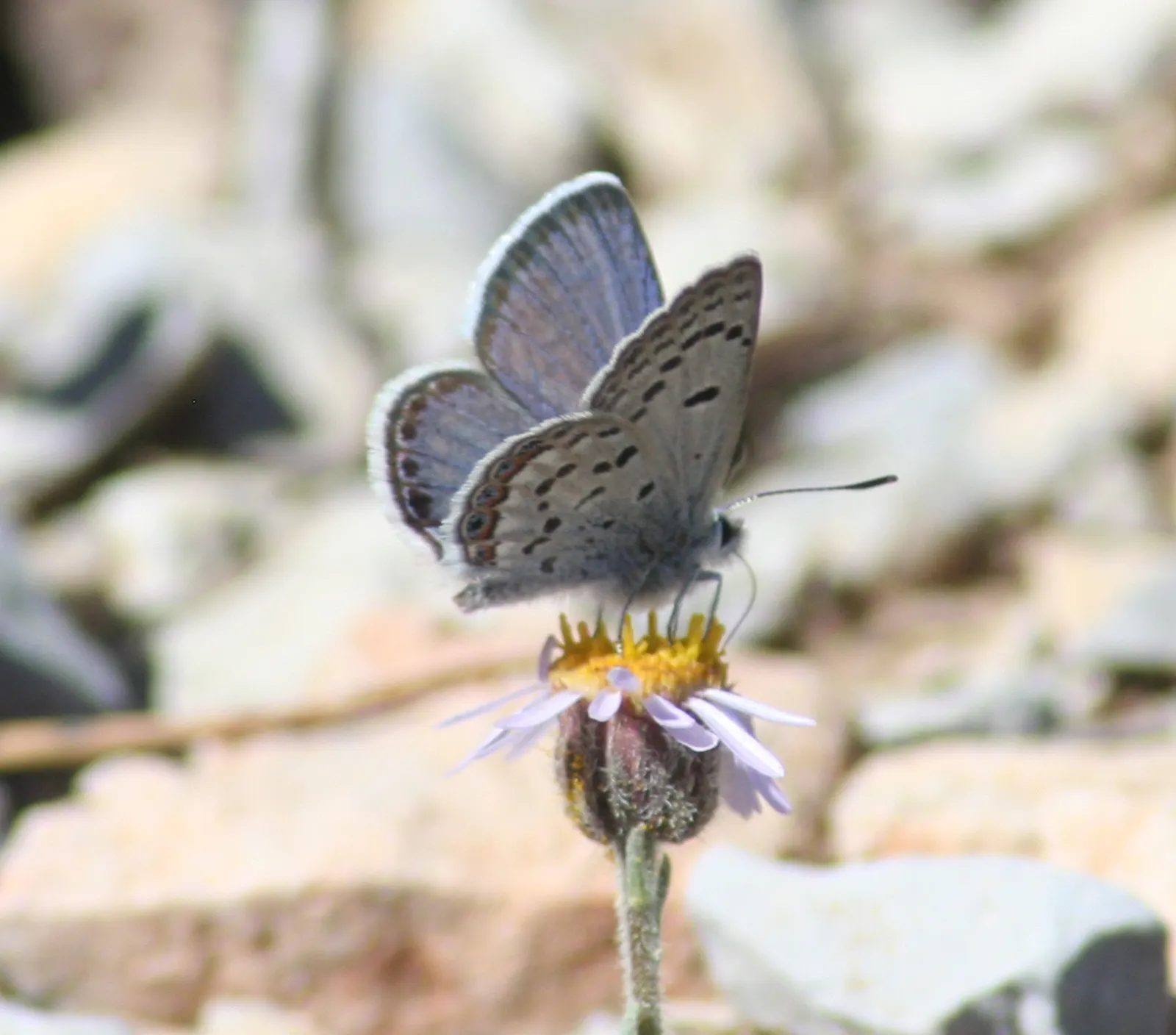 Butterfly Blue (Scabiosa Anthemifolia) — It is relatively low maintenance; which may be beneficial in hotter climates.<br><br>When integrating the Butterfly