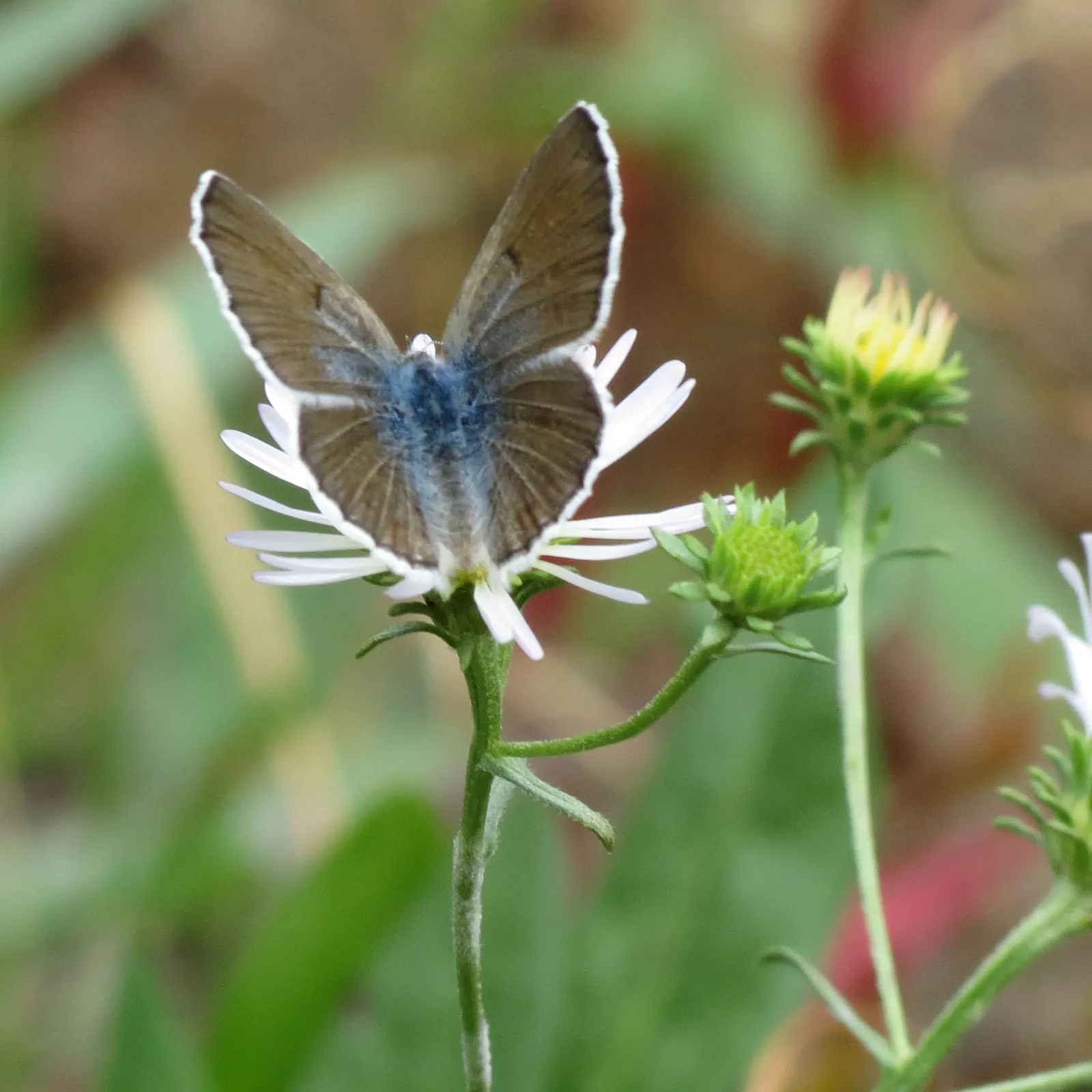 Butterfly Blue (Scabiosa Anthemifolia) — which may be beneficial in hotter climates.<br><br>When integrating the Butterfly Blue into a landscape, image 65