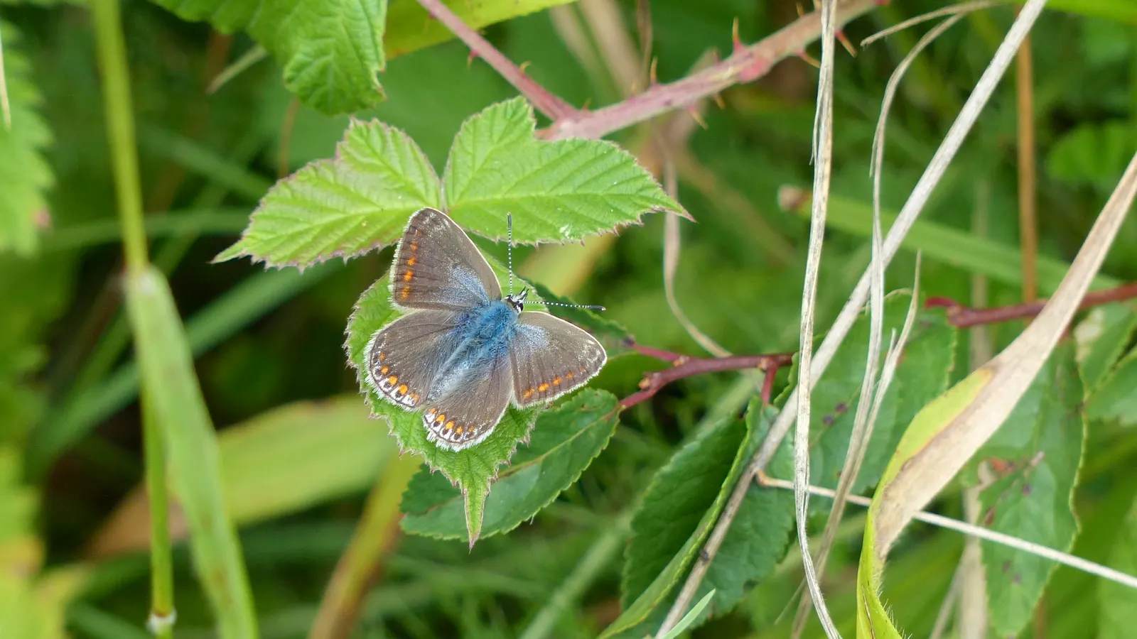 Butterfly Blue (Scabiosa Anthemifolia) — The plants‚Äô drought tolerance and deer resistance make it a practical choice for diverse landscapes; the Scabiosa