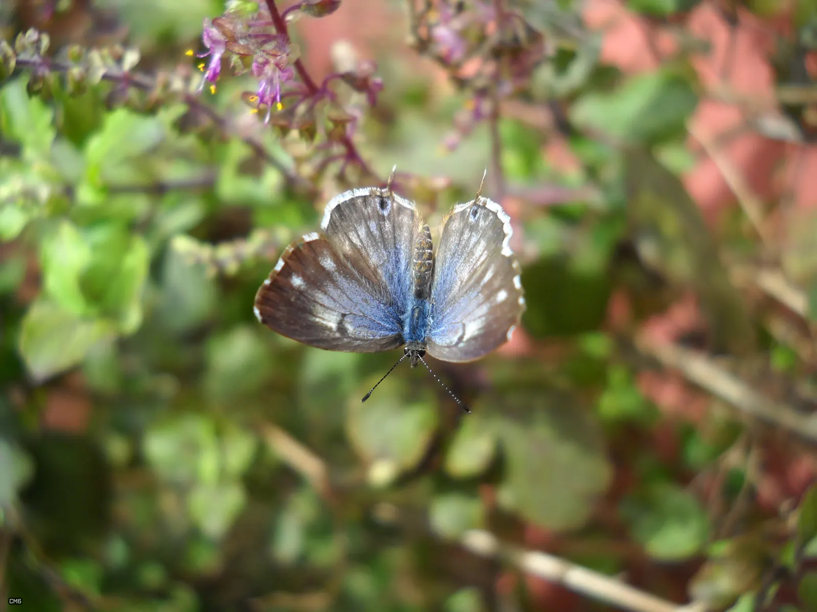 Butterfly Blue (Scabiosa Anthemifolia) — lavender-blue flowers that bloom from late spring to fall; with the overall plant height reaching between, image 50