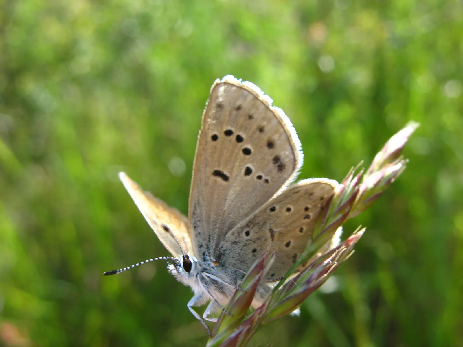Butterfly Blue (Scabiosa Anthemifolia) — grey-green leaves that form a compact mound; showcasing a plethora of lavender-blue pincushion flowers that measure