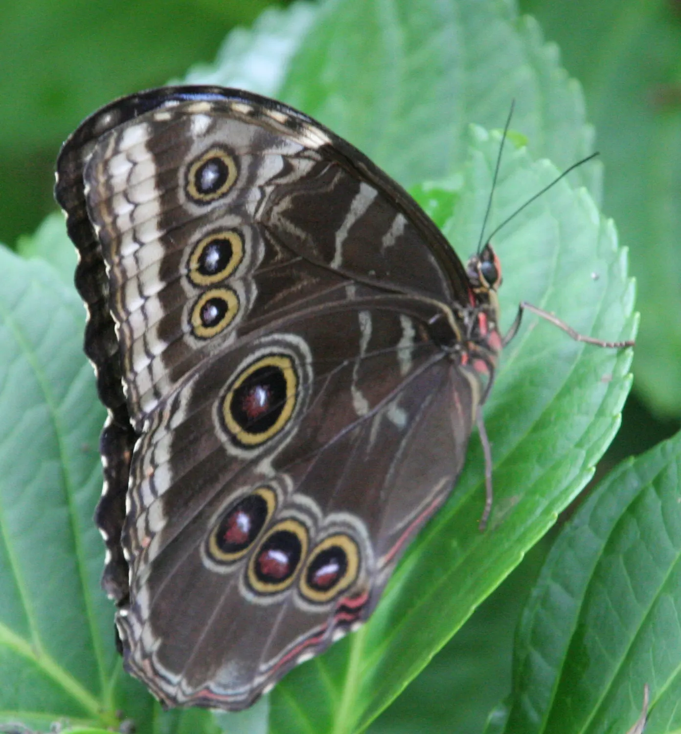 Butterfly Blue (Scabiosa Anthemifolia) — contributing to an aesthetically pleasing basal clump even when the plant is not in bloom; this perennial, image 85