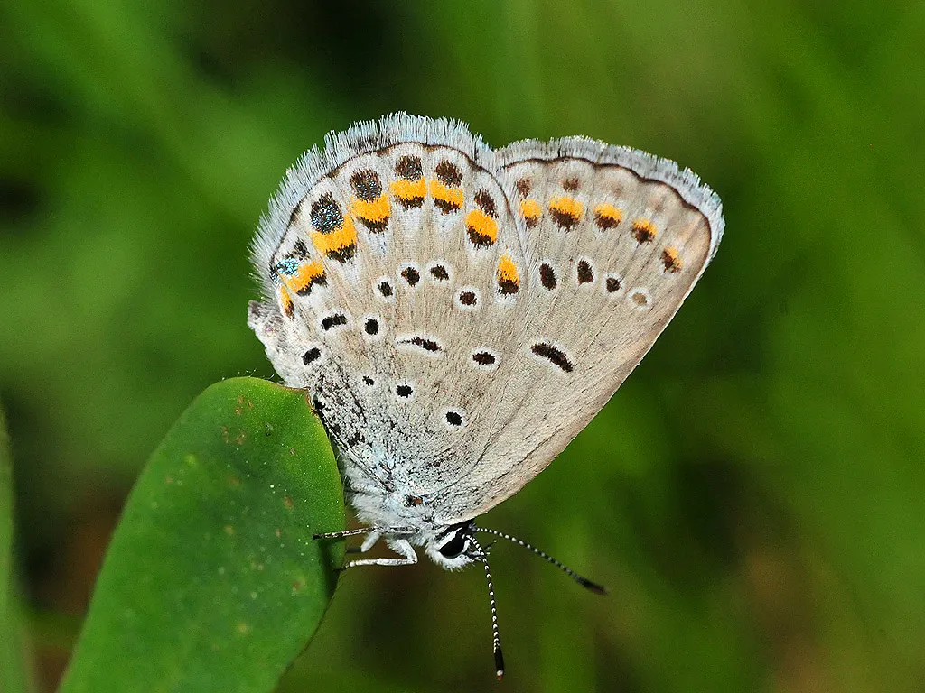 Butterfly Blue (Scabiosa Anthemifolia) — This perennial favors full sun exposure but can tolerate light shading; contributing to an aesthetically, image 88