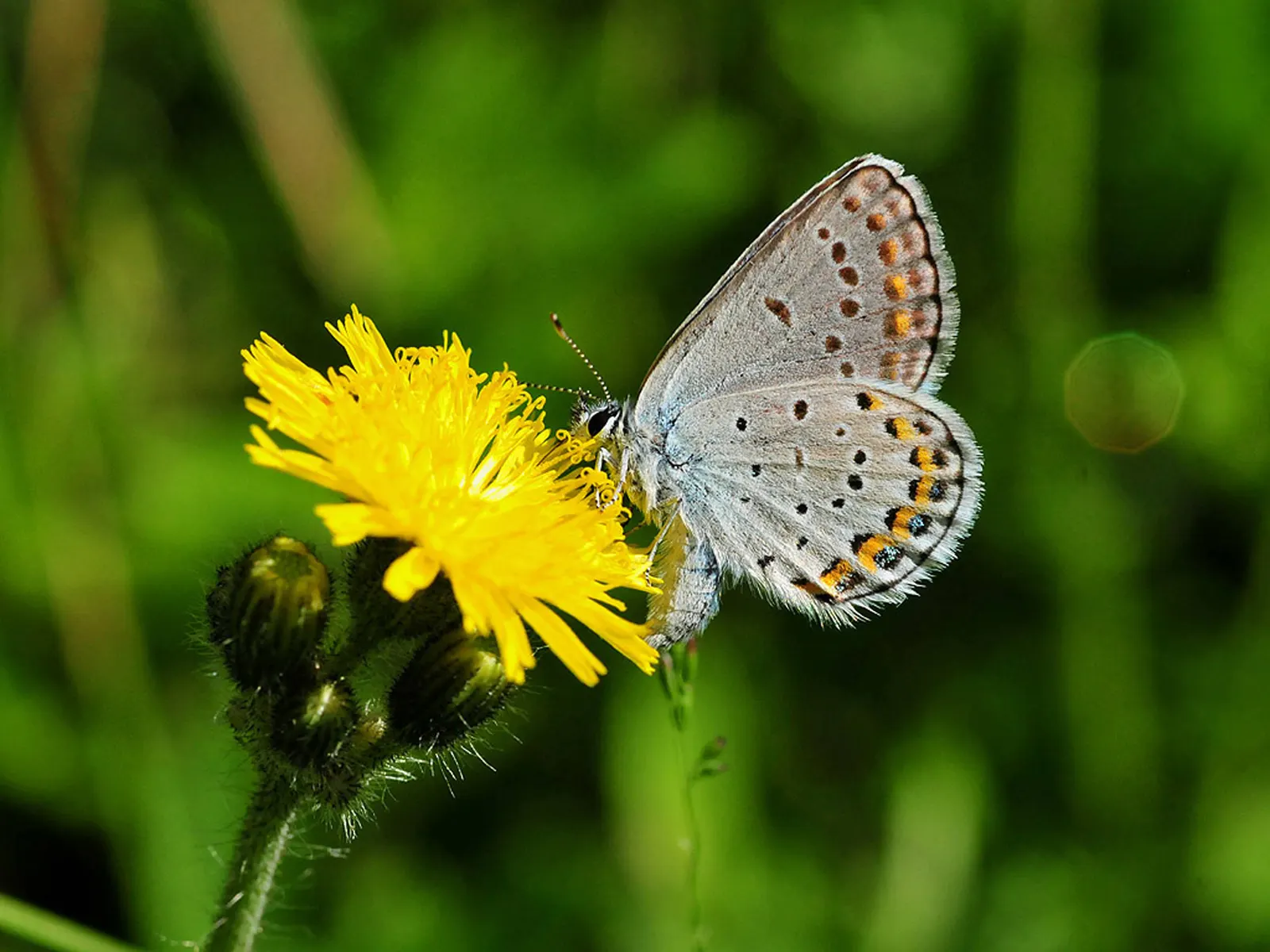 Butterfly Blue (Scabiosa Anthemifolia) — with the overall plant height reaching between 12 to 18 inches and a spread of about 12 inches, image 59