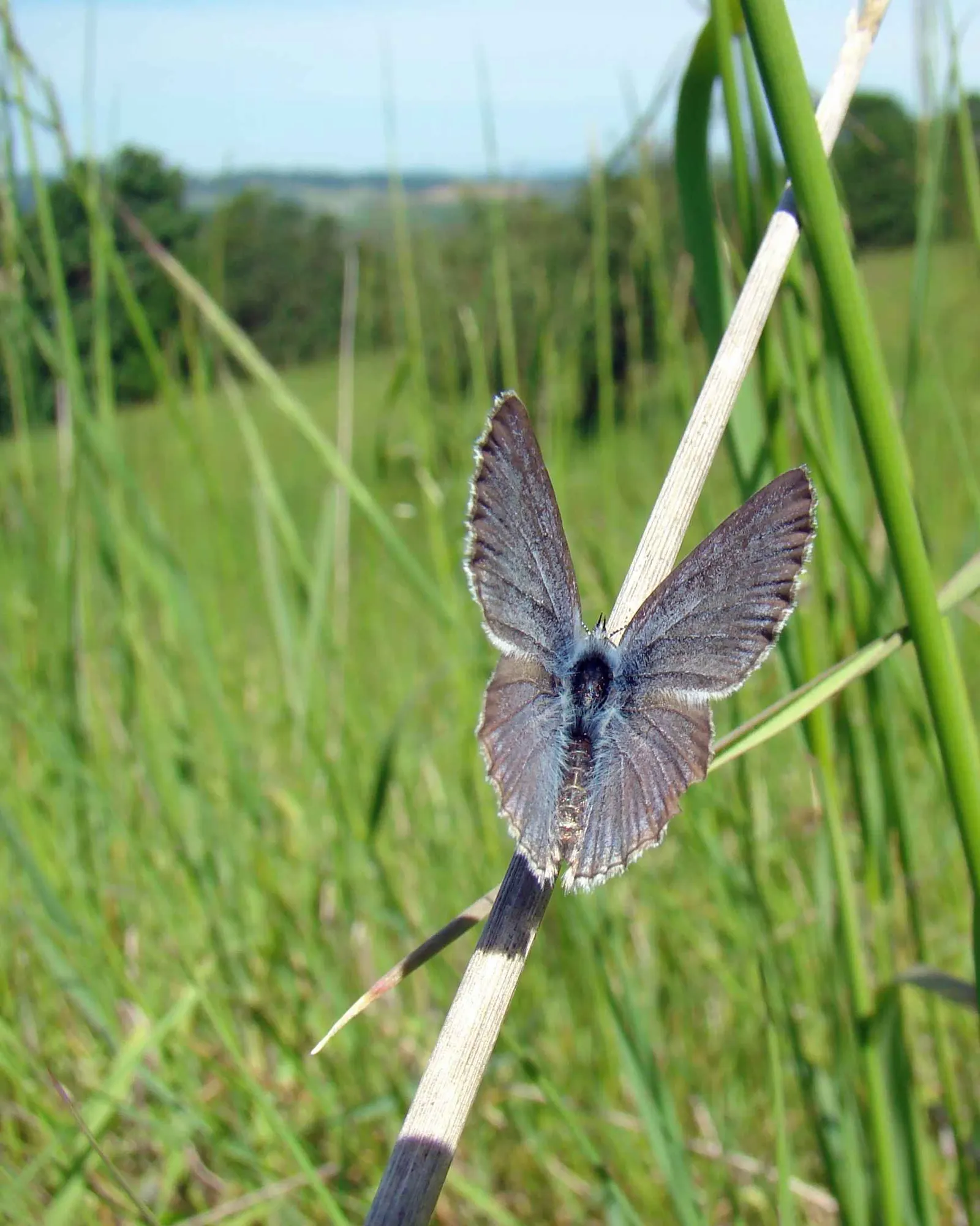 Butterfly Blue (Scabiosa Anthemifolia) — or in containers where its delicate blossoms can be admired up close; the flowers perch atop slender stems, image 67