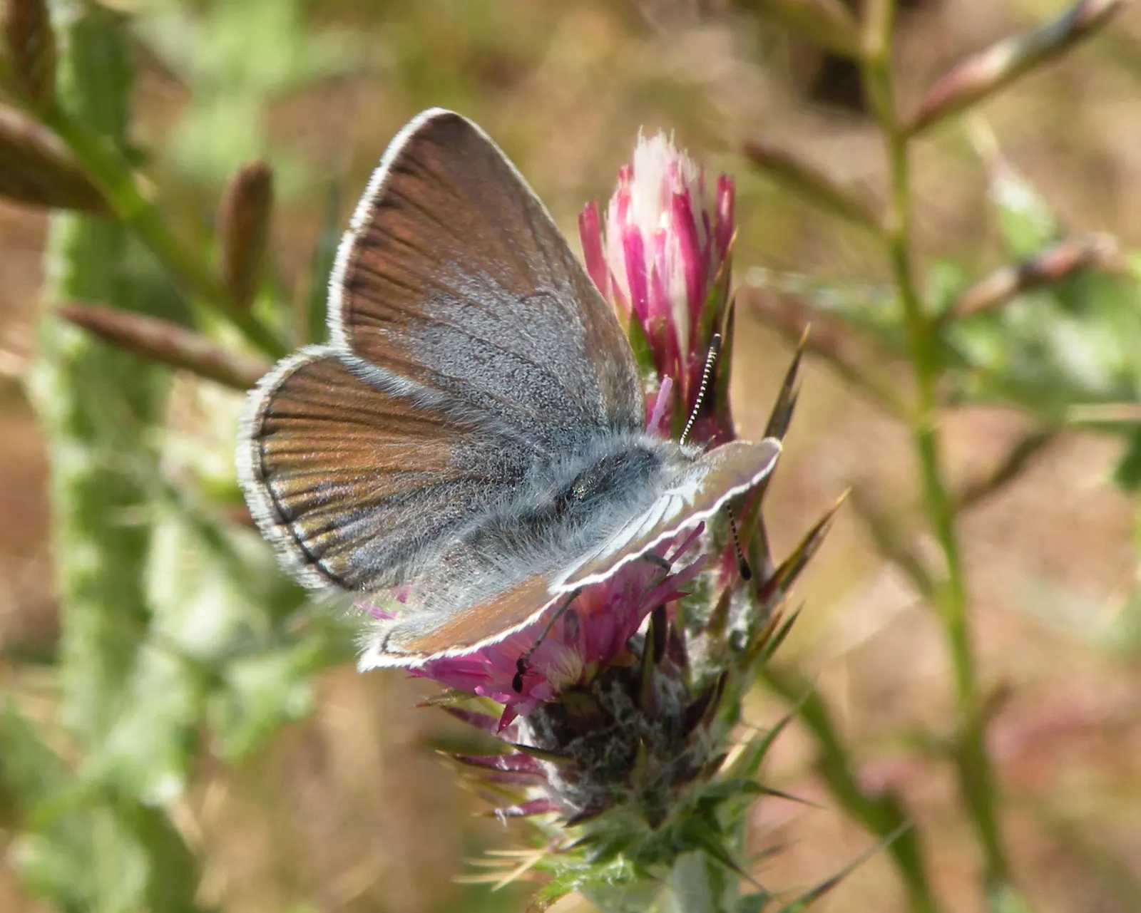 Butterfly Blue (Scabiosa Anthemifolia) — requiring deadheading to promote continuous blooming and occasional division to maintain its vigor; ground, image 93