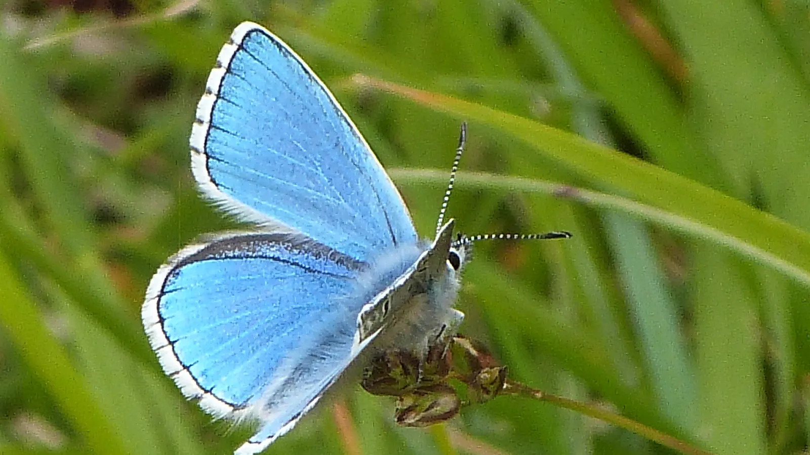 Butterfly Blue (Scabiosa Anthemifolia) — consider mass planting for a swathe of color; with a compact growth habit reaching 12-18 inches in height, image 66