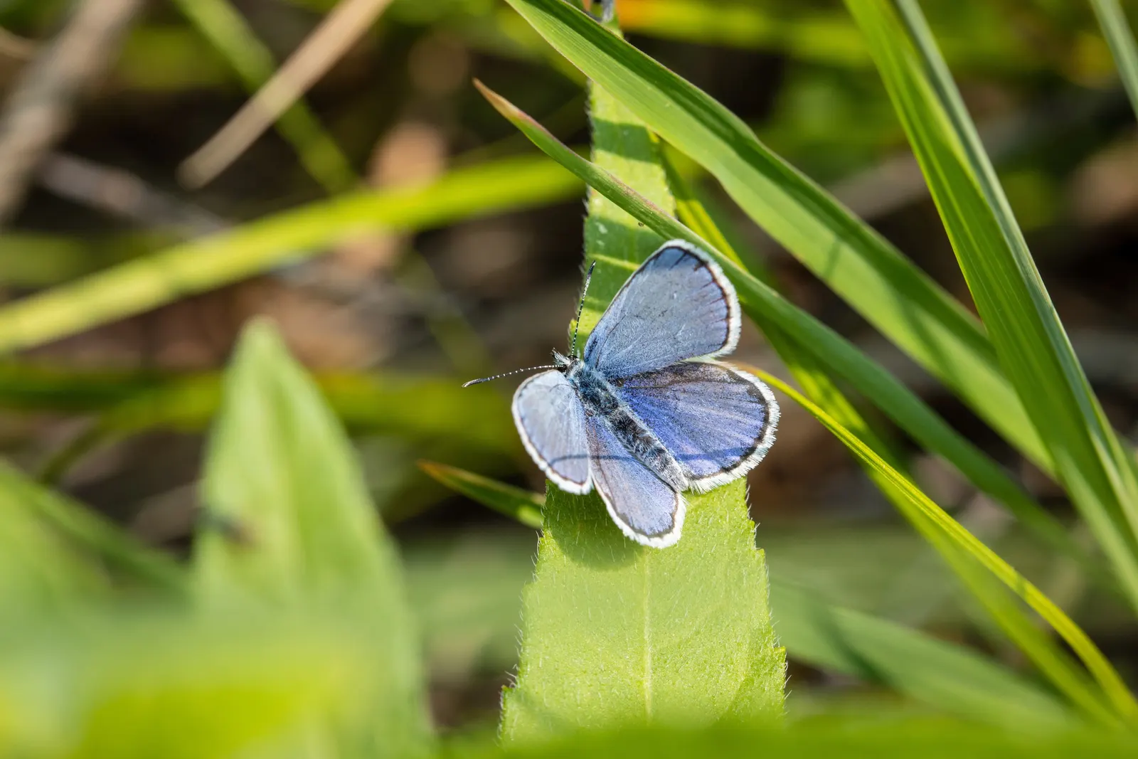 Butterfly Blue (Scabiosa Anthemifolia) — This perennial favors full sun exposure but can tolerate light shading