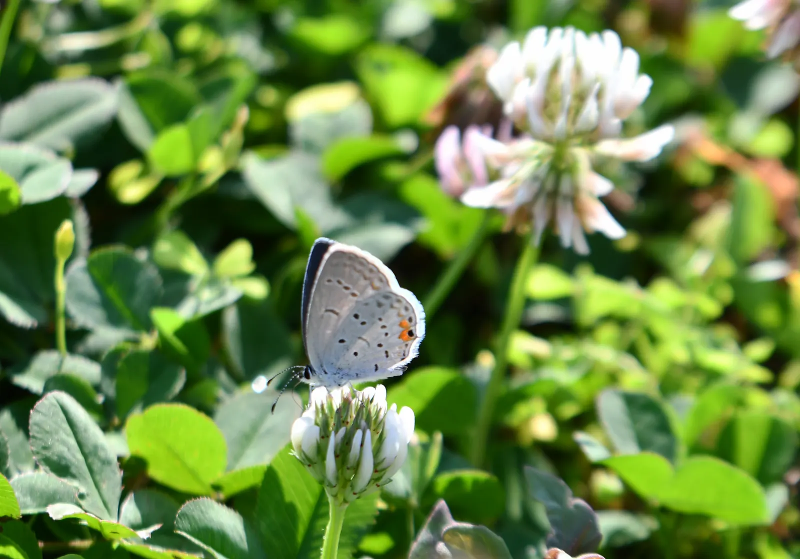 Butterfly Blue (Scabiosa Anthemifolia) — This perennial is noteworthy for its long blooming period