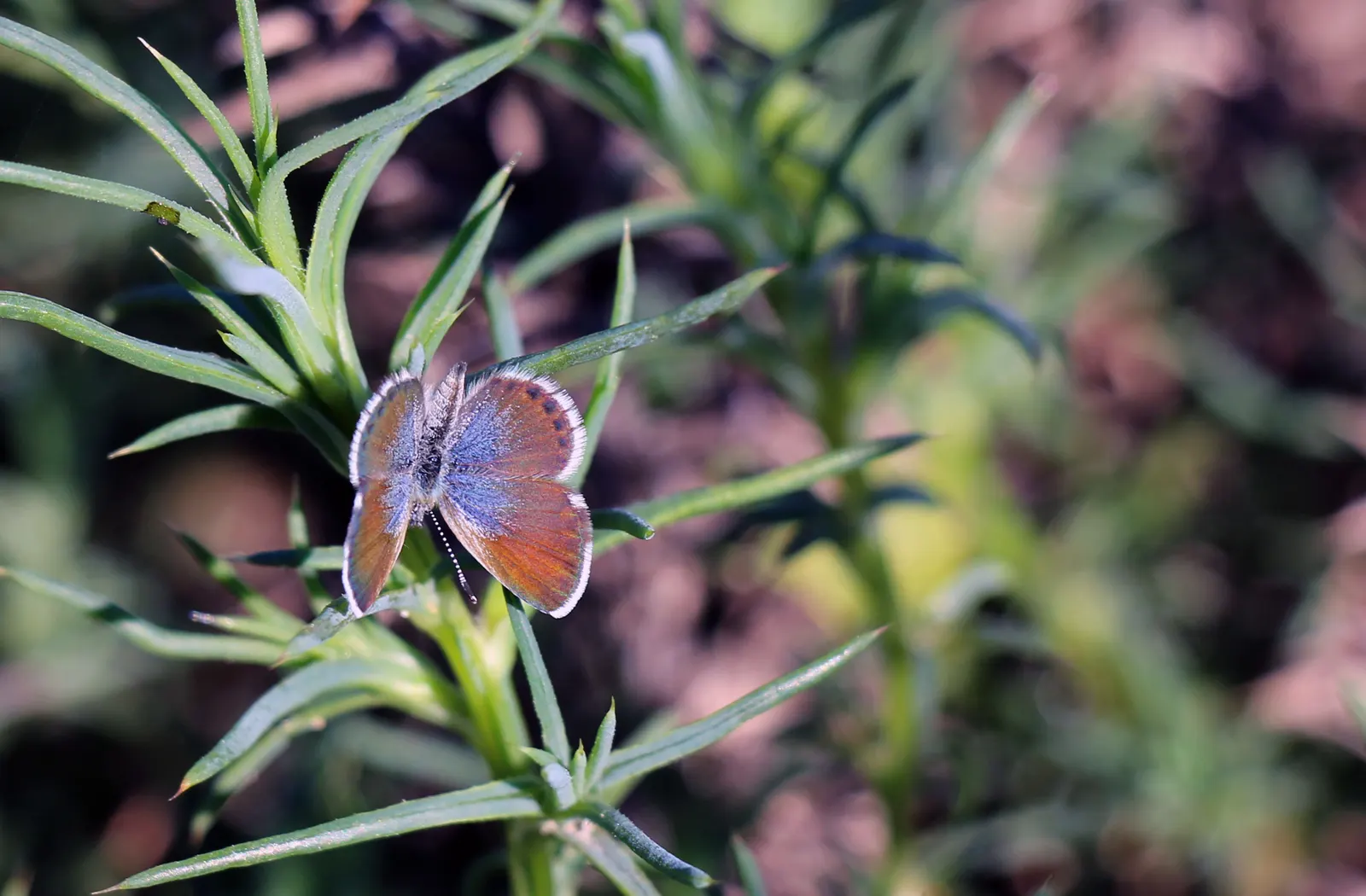 Butterfly Blue (Scabiosa Anthemifolia) — The flowers perch atop slender stems; or in containers where its delicate blossoms can be admired up close, image 82