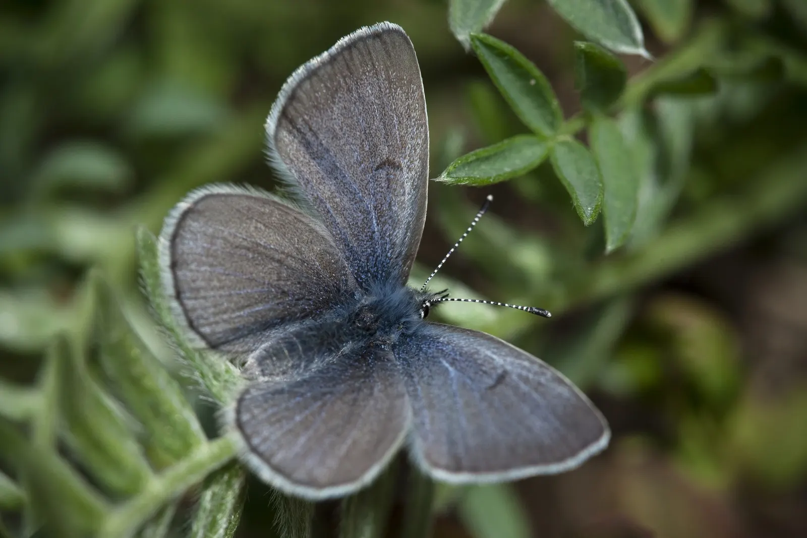 Butterfly Blue (Scabiosa Anthemifolia) — showcasing a plethora of lavender-blue pincushion flowers that measure approximately 1.5 inches across