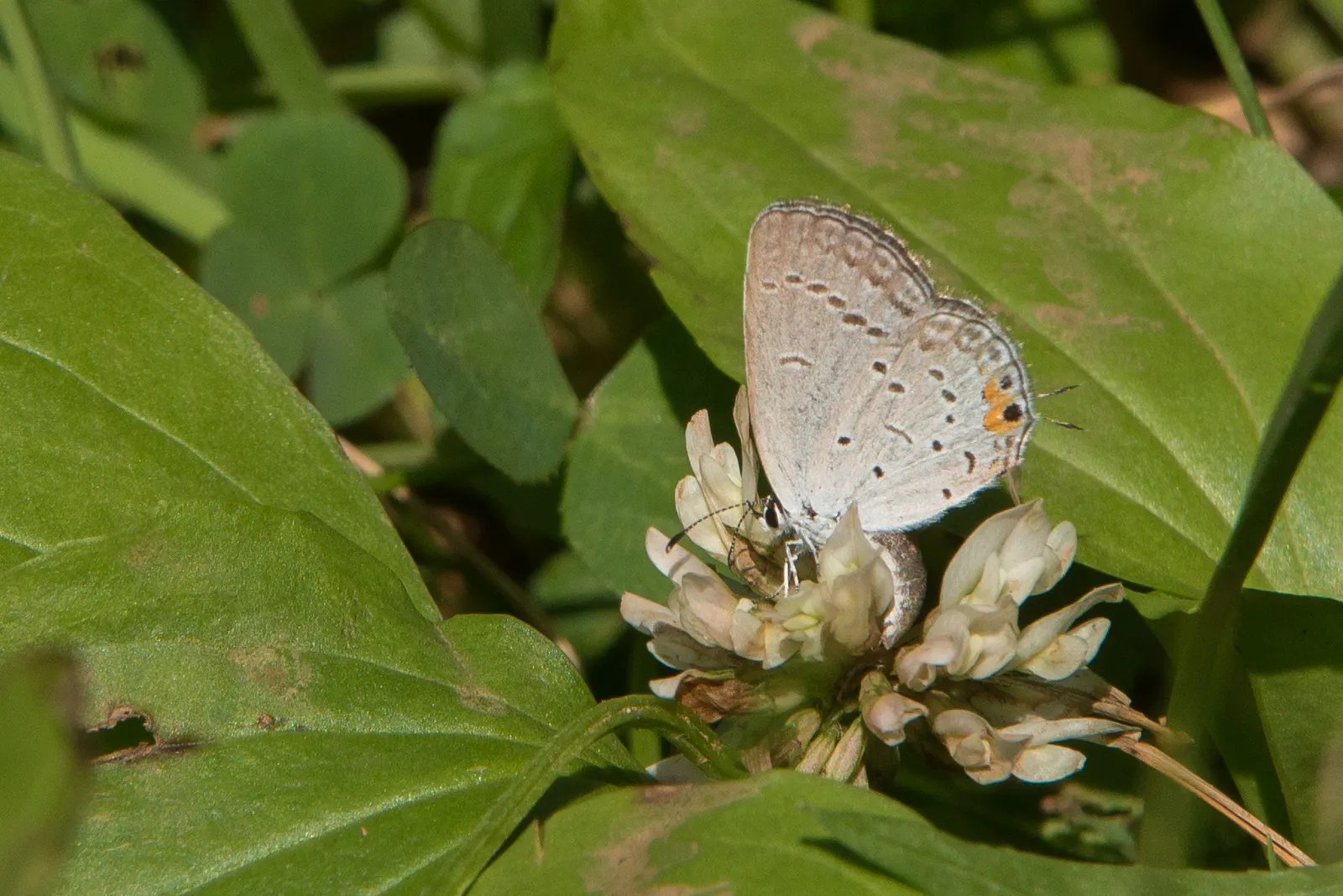 Butterfly Blue (Scabiosa Anthemifolia) — showcasing a plethora of lavender-blue pincushion flowers that measure approximately 1.5 inches across, image 57