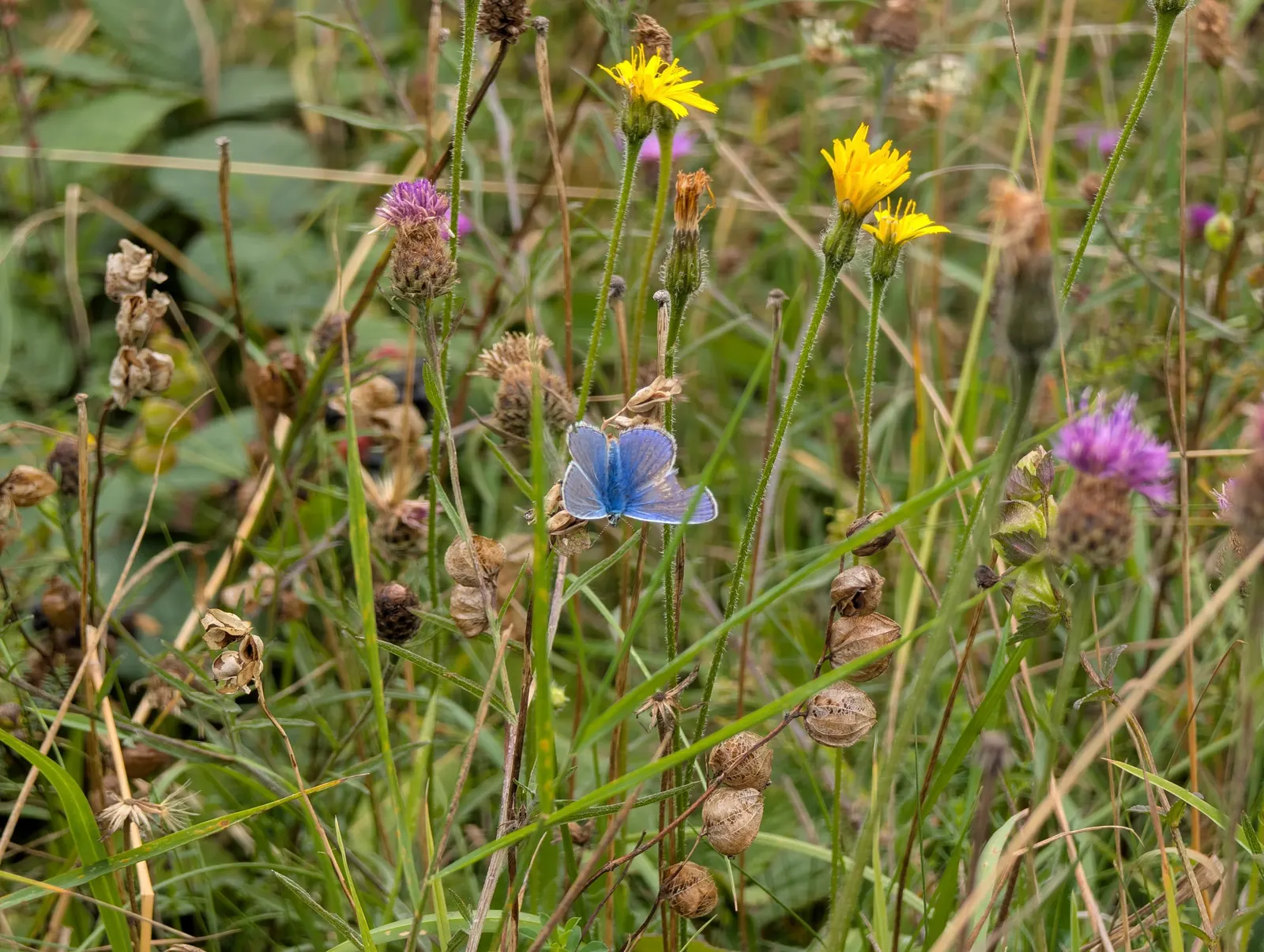 Butterfly Blue (Scabiosa Anthemifolia) — lavender-blue flowers that bloom from late spring to fall; with the overall plant height reaching between 12 to 18
