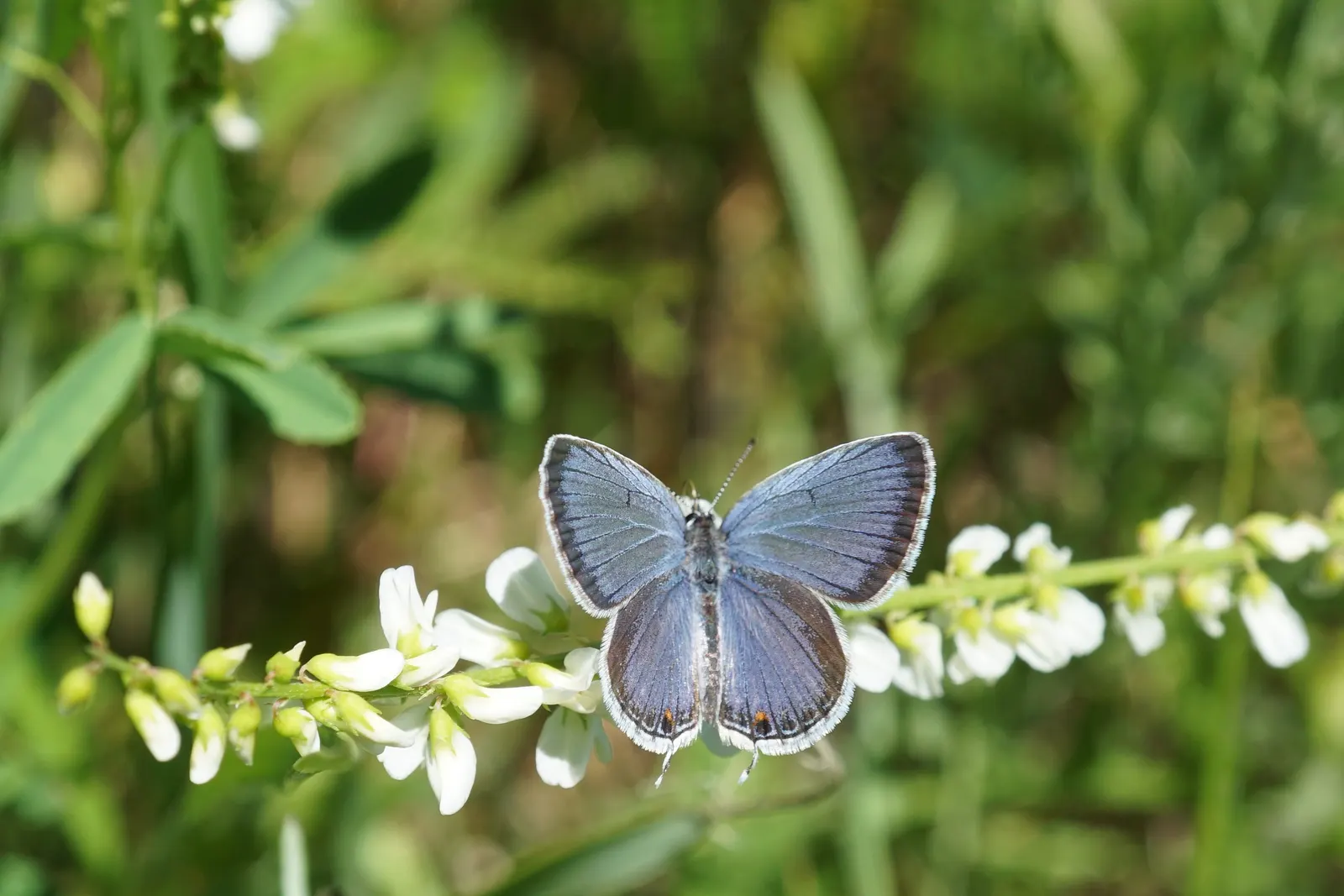 Butterfly Blue (Scabiosa Anthemifolia) — lavender-blue flowers that bloom from late spring to fall; with the overall plant height reaching between, image 74