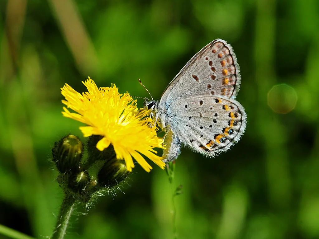 Butterfly Blue (Scabiosa Anthemifolia) — scientifically known as Scabiosa columbaria 'Butterfly Blue'; lavender and red flowers in the garden, image 79
