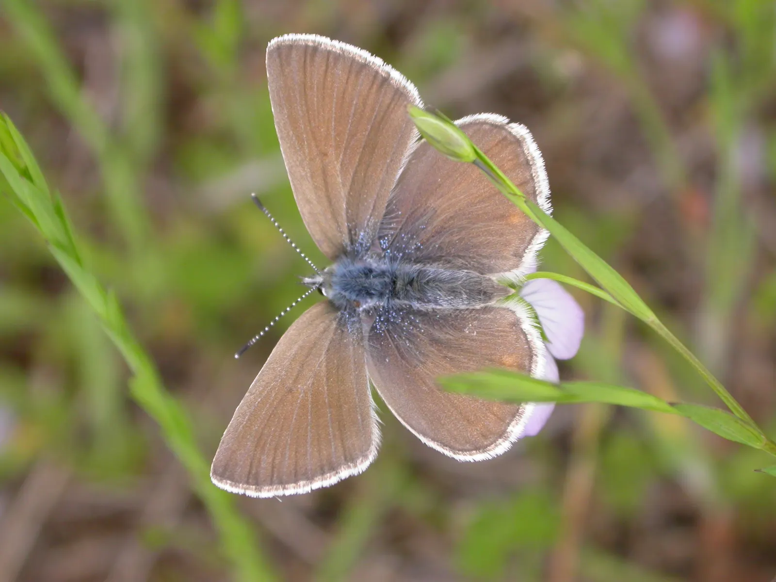 Butterfly Blue (Scabiosa Anthemifolia) — Butterfly Blue (Scabiosa anthemifolia) is a charming perennial known for its pincushion-like; it's ideal, image 97