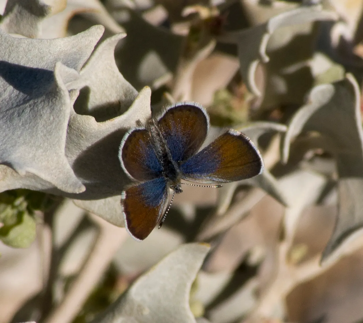Butterfly Blue (Scabiosa Anthemifolia) — consider mass planting for a swathe of color; with a compact growth habit reaching 12-18 inches in height and width