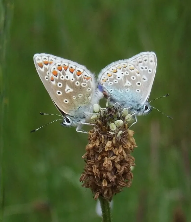 Butterfly Blue (Scabiosa Anthemifolia) — scientifically known as Scabiosa columbaria 'Butterfly Blue'