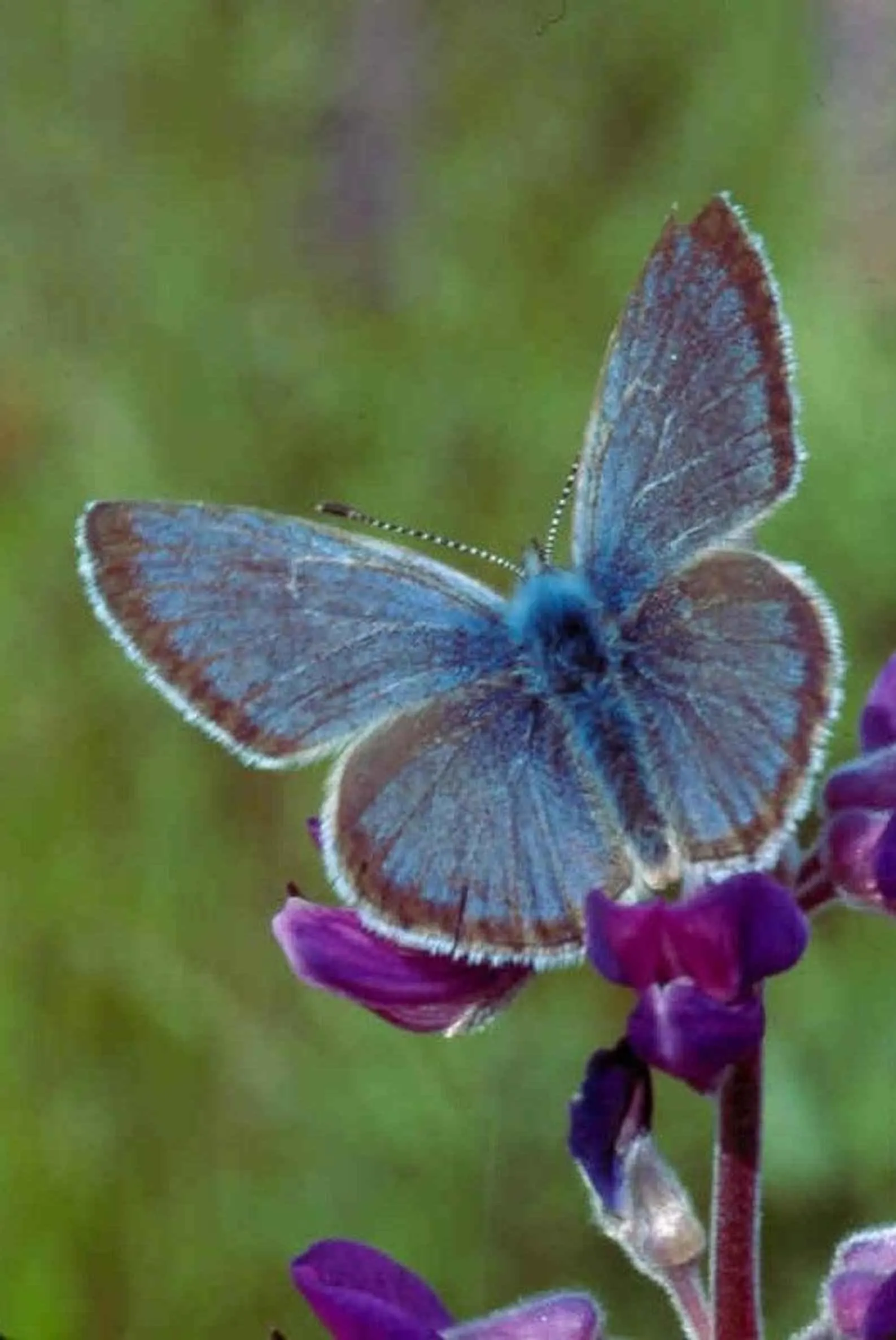 Butterfly Blue (Scabiosa Anthemifolia) — with the overall plant height reaching between 12 to 18 inches and a spread of about 12 inches, image 83