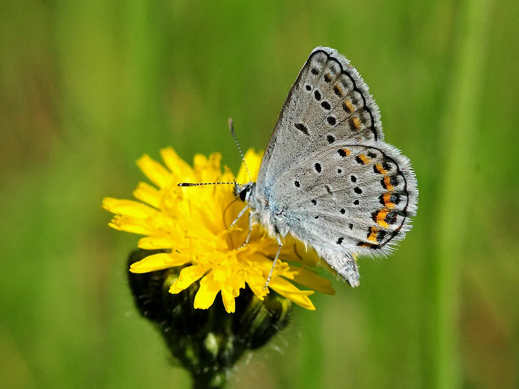 Butterfly Blue (Scabiosa Anthemifolia) — ground cover / perennial for full; requiring deadheading to promote continuous blooming and occasional, image 96