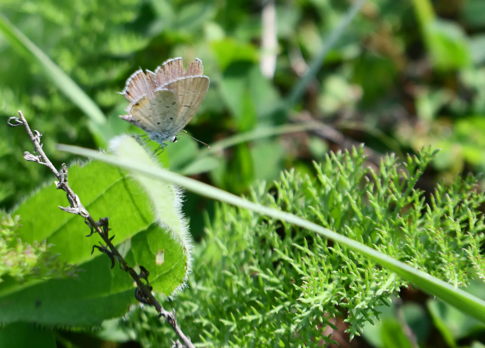 Butterfly Blue (Scabiosa Anthemifolia) — This perennial is noteworthy for its long blooming period; thriving in full sun and well-draining soil, it, image 56