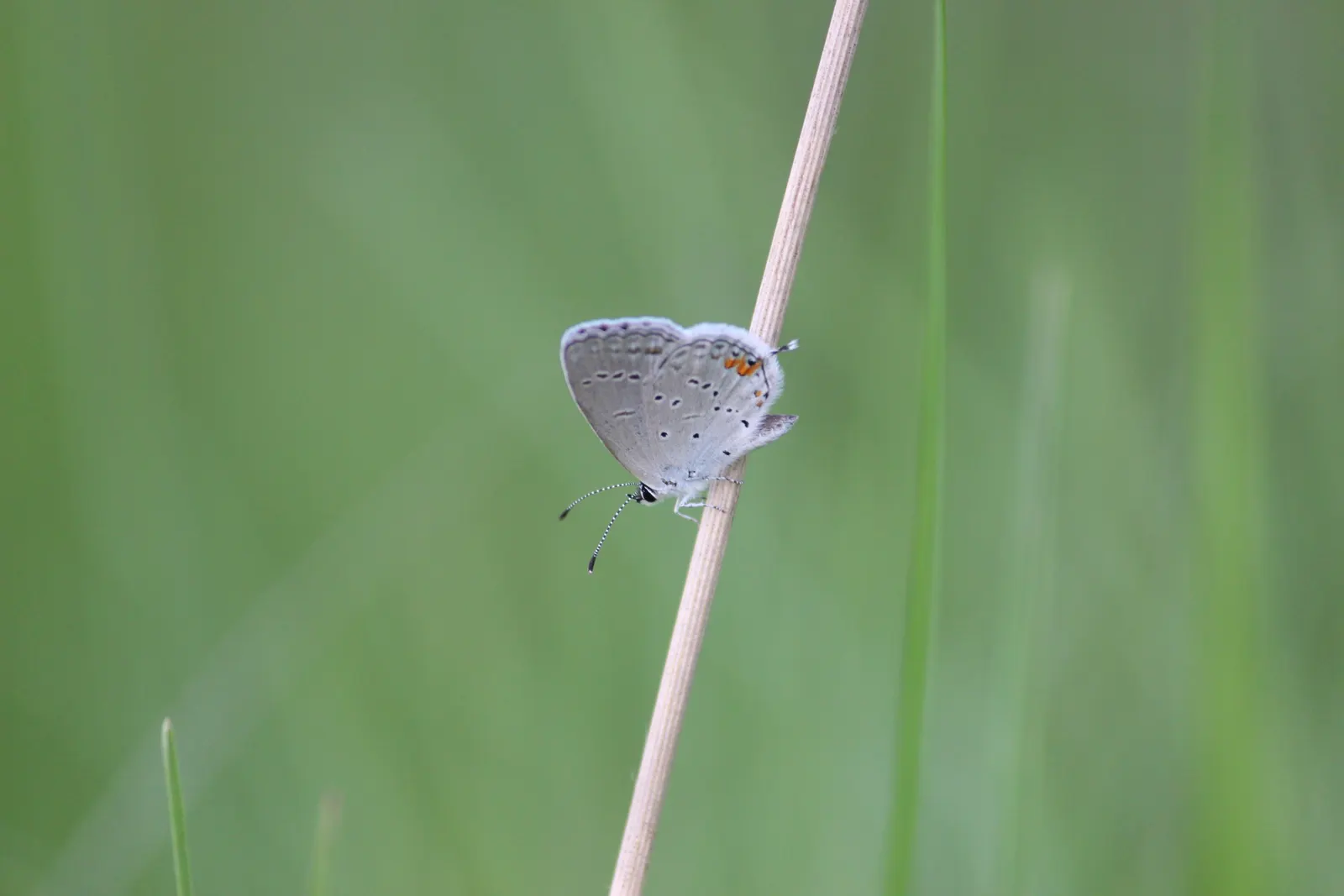 Butterfly Blue (Scabiosa Anthemifolia) — which may be beneficial in hotter climates.<br><br>When integrating the Butterfly Blue into a landscape design; it is