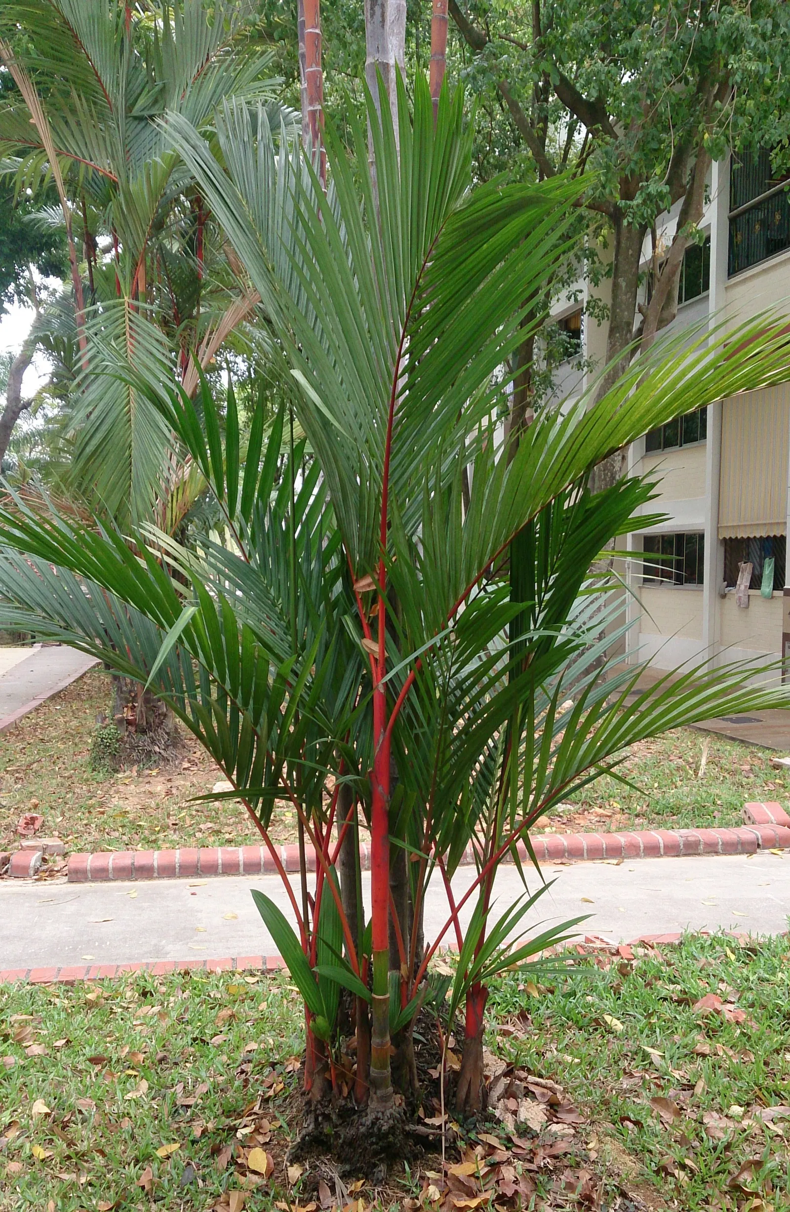 Lipstick Palm (Cyrtostachys Renda) — the Lipstick Palm thrives in USDA zones 11 and above