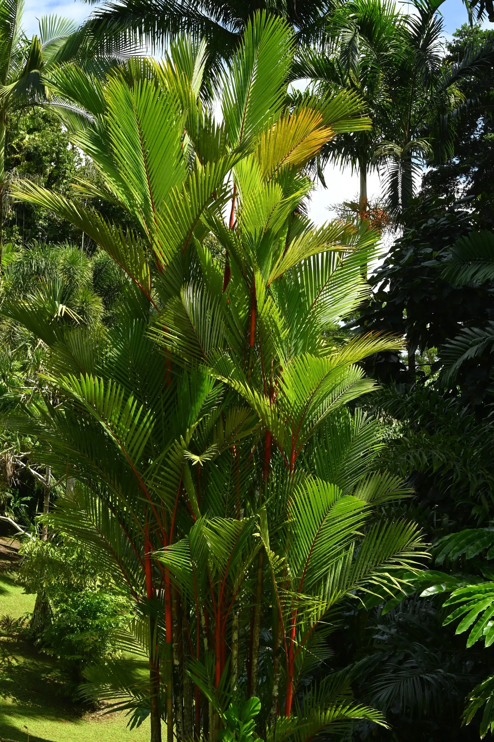 Lipstick Palm (Cyrtostachys Renda) — Requires well-drained soil