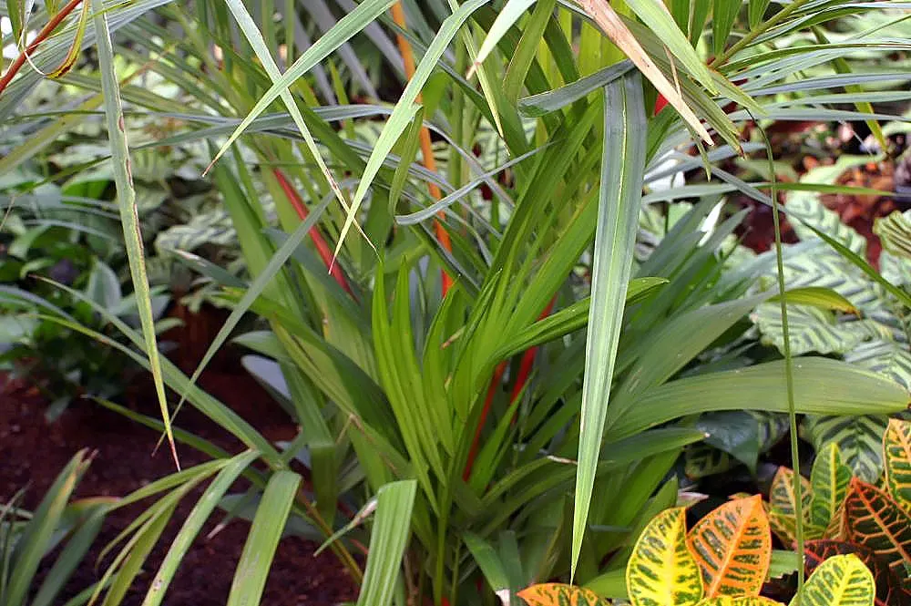 Lipstick Palm (Cyrtostachys Renda) — the designer must account for its specific requirements; native to the humid rainforests of Southeast Asia