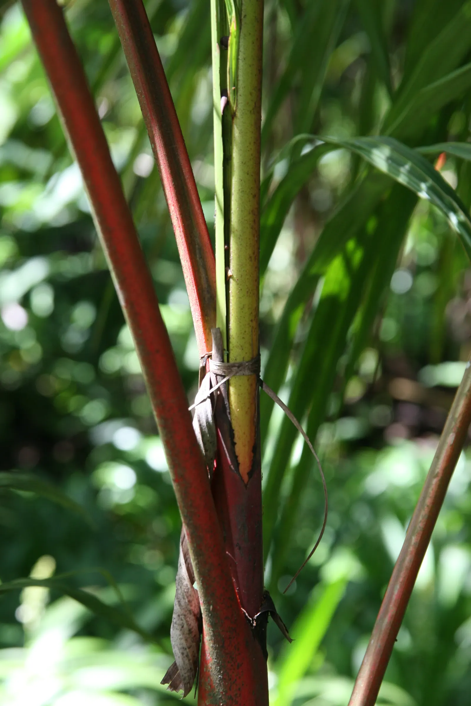 Lipstick Palm (Cyrtostachys Renda) — This palm is renowned for its brilliant red to magenta petioles and crown shafts