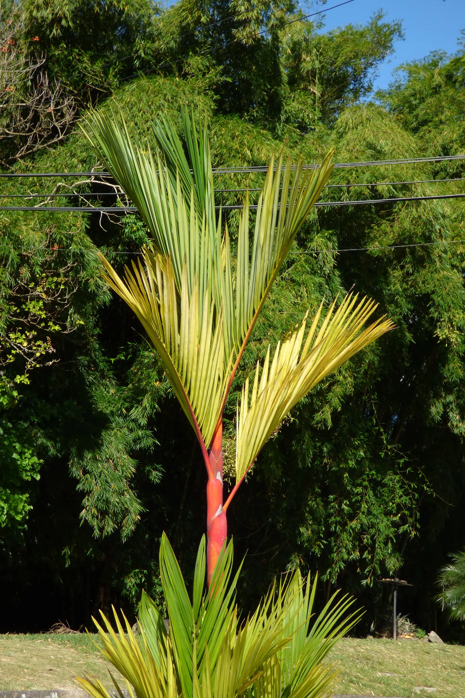 Lipstick Palm (Cyrtostachys Renda) — Mature height reaches 16-23 feet with a 6-10 foot spread; its clustering nature allows it to form a dense, image 53