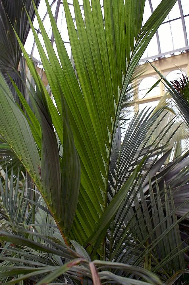 Lipstick Palm (Cyrtostachys Renda) — Its clustering nature allows it to form a dense screen if desired, offering both privacy and aesthetic appeal