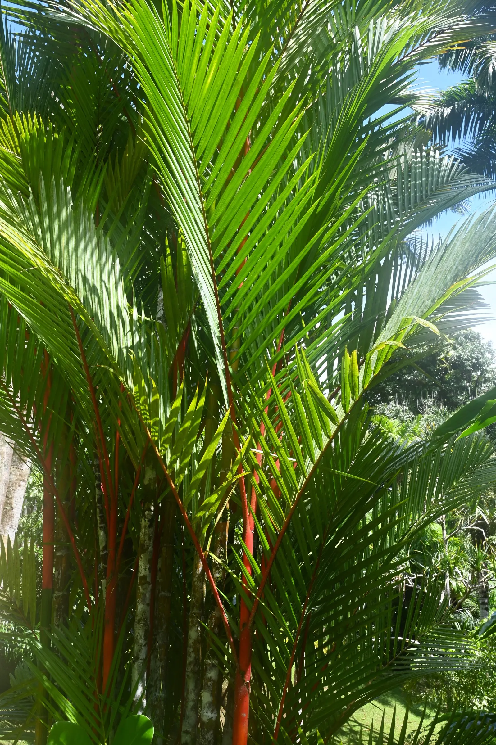 Lipstick Palm (Cyrtostachys Renda) — red flowers in the garden