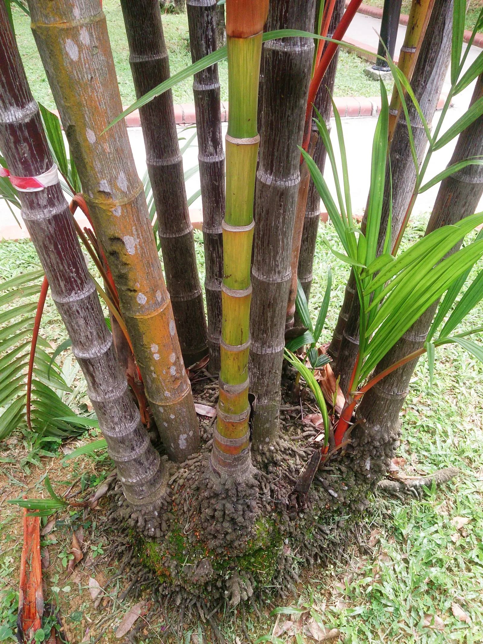 Lipstick Palm (Cyrtostachys Renda) — Its clustering nature allows it to form a dense screen if desired, offering both privacy and aesthetic appeal, image 68