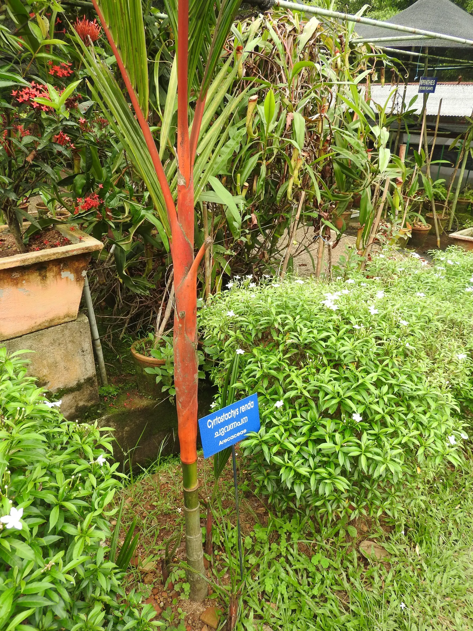 Lipstick Palm (Cyrtostachys Renda) — commonly known as the Lipstick Palm or Sealing Wax Palm; ensuring it is provided with ample space to grow, image 57