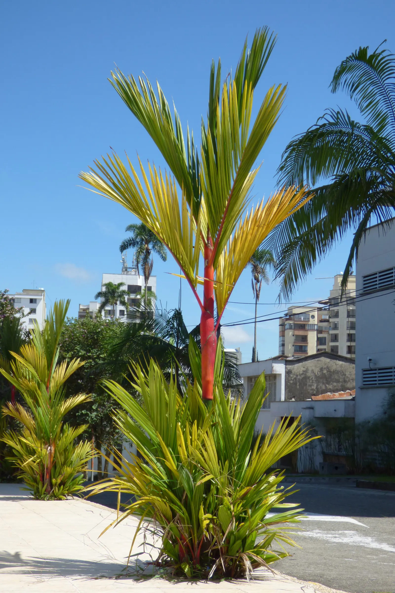 Lipstick Palm (Cyrtostachys Renda) — This palm is renowned for its brilliant red to magenta petioles and crown shafts; which offer a vivid contrast, image 84