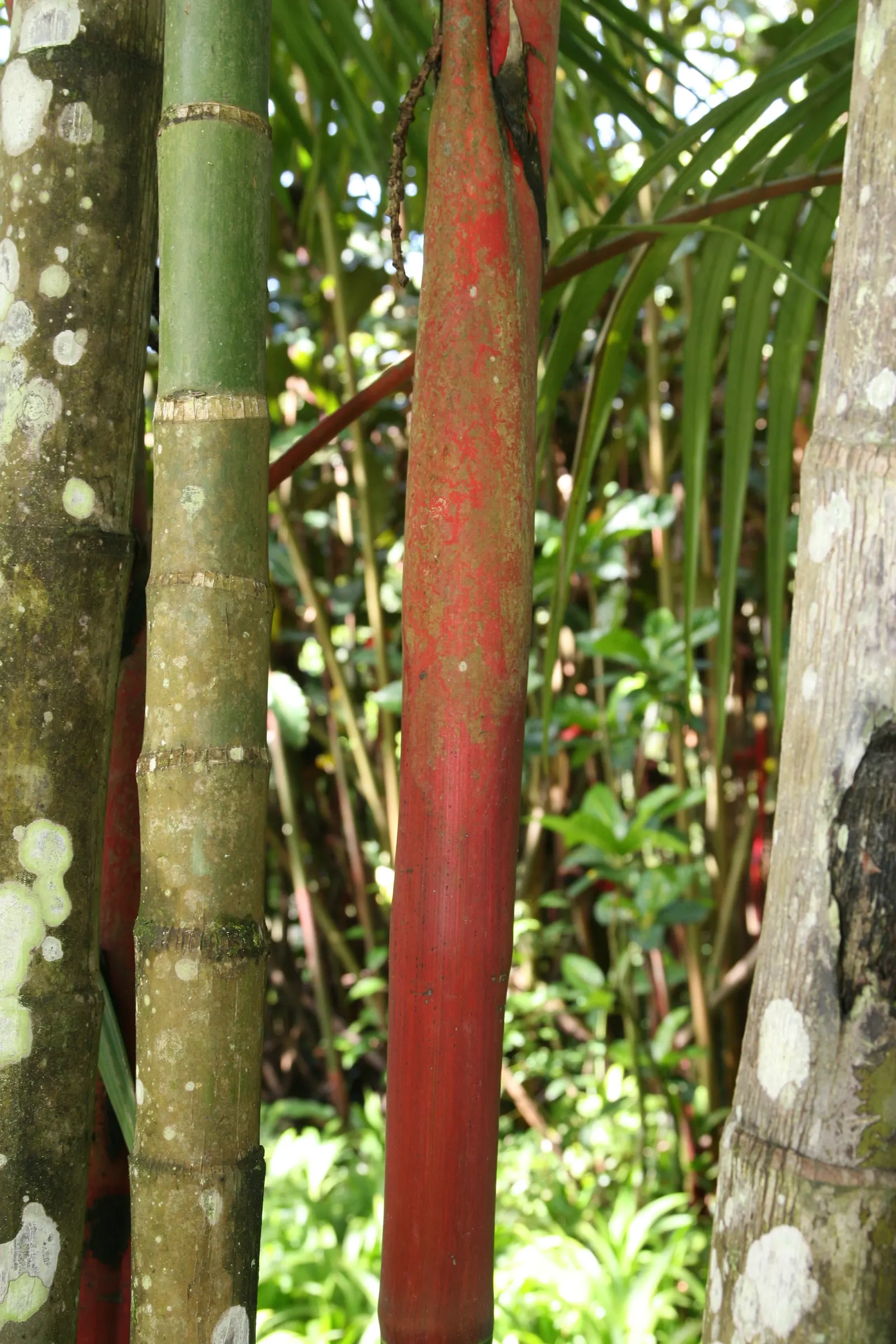 Lipstick Palm (Cyrtostachys Renda) — making it well-suited for focal points in landscape designs; with a spread of 5 to 10 feet