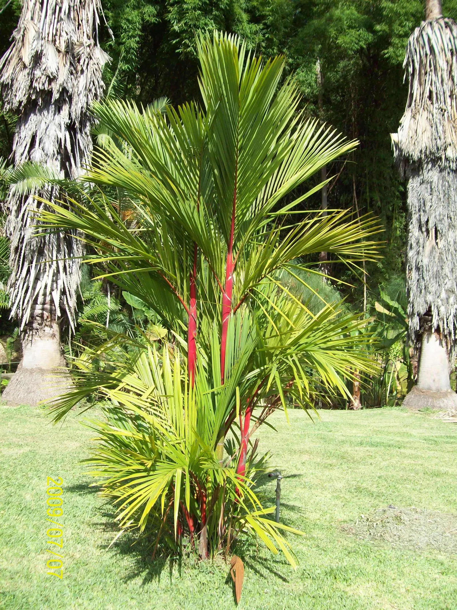Lipstick Palm (Cyrtostachys Renda) — is a distinctive tropical plant that serves as an eye-catching addition to any garden
