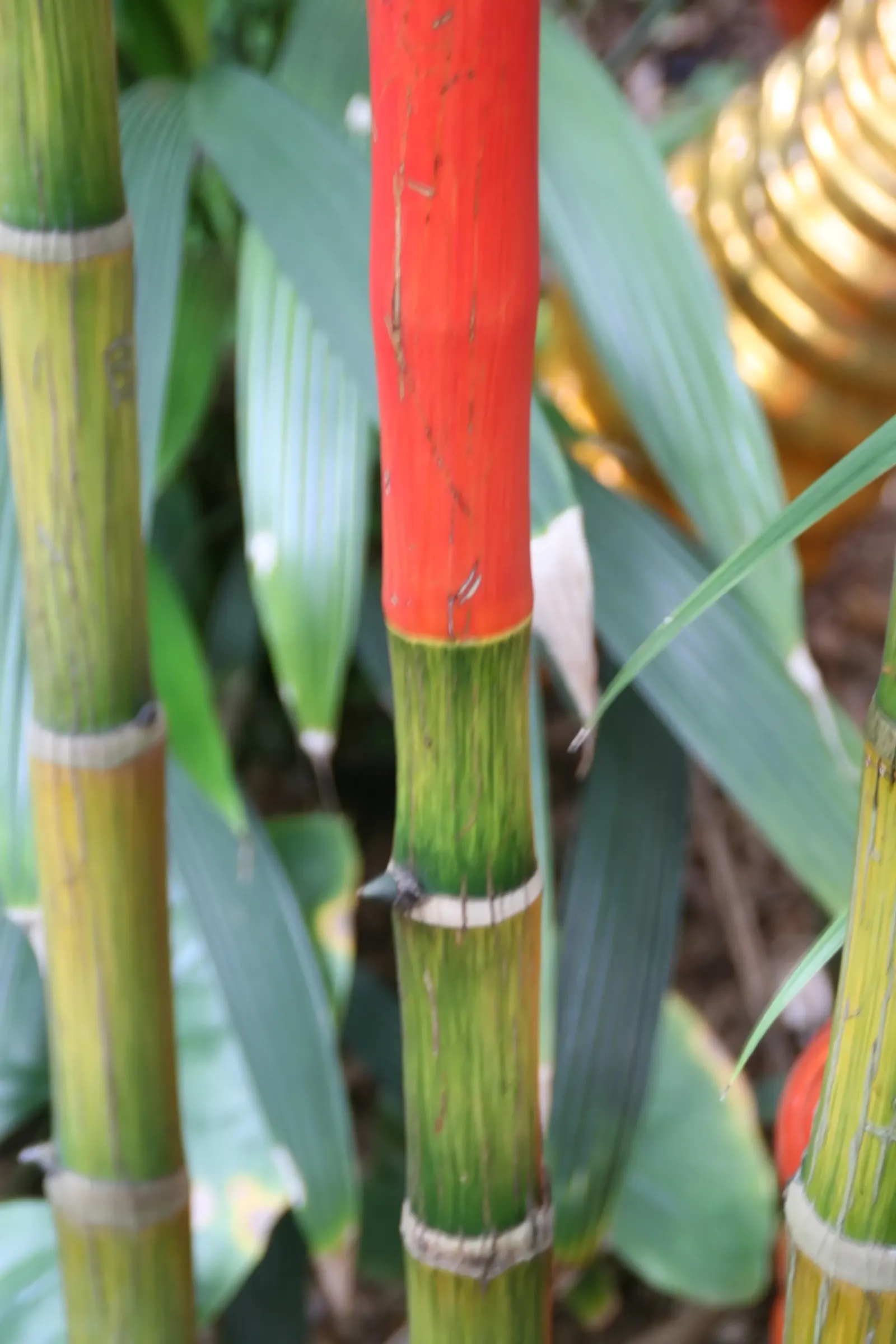 Lipstick Palm (Cyrtostachys Renda) — the Lipstick Palm thrives in USDA zones 11 and above, image 63