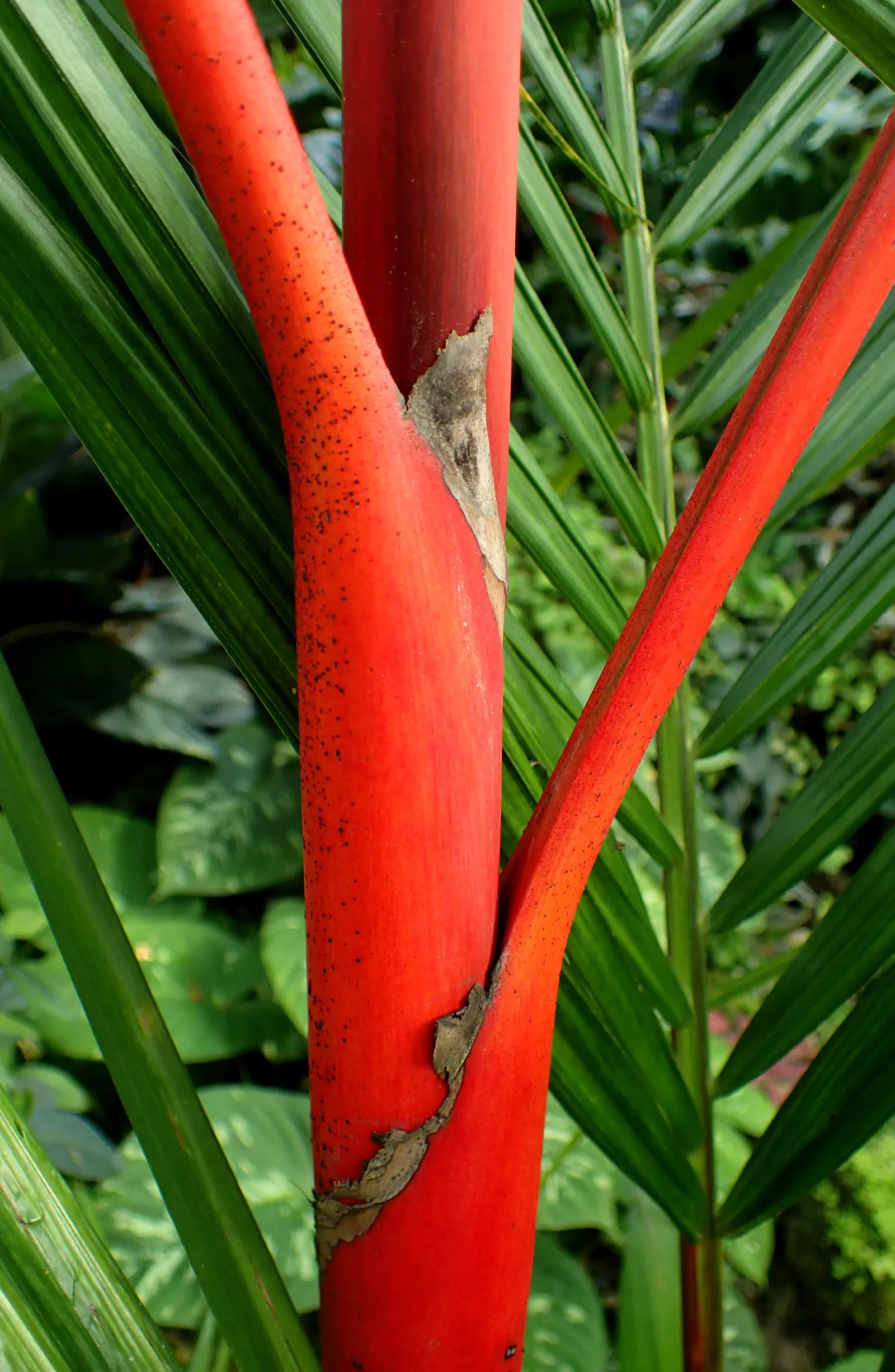 Lipstick Palm (Cyrtostachys Renda) — Ideal for creating a colorful, exotic ambiance; commonly known as the Lipstick Palm or Sealing Wax Palm