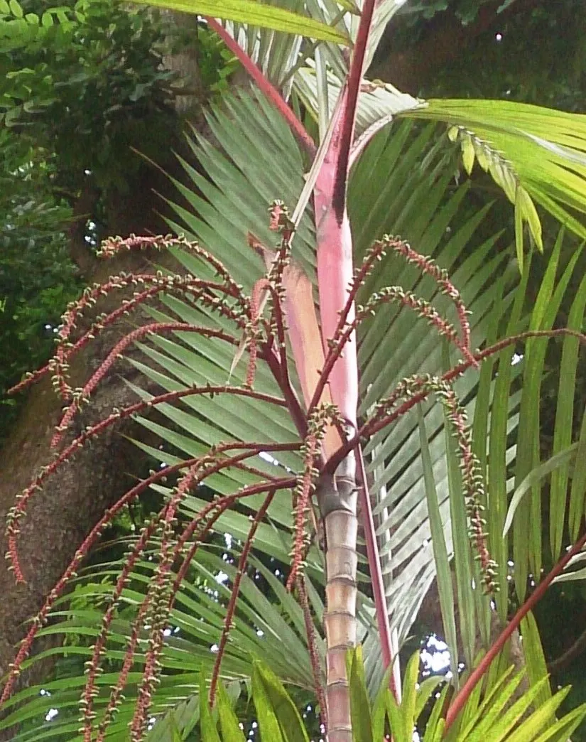 Lipstick Palm (Cyrtostachys Renda) — ensuring it is provided with ample space to grow; full to partial sunlight is ideal for this palm, image 71