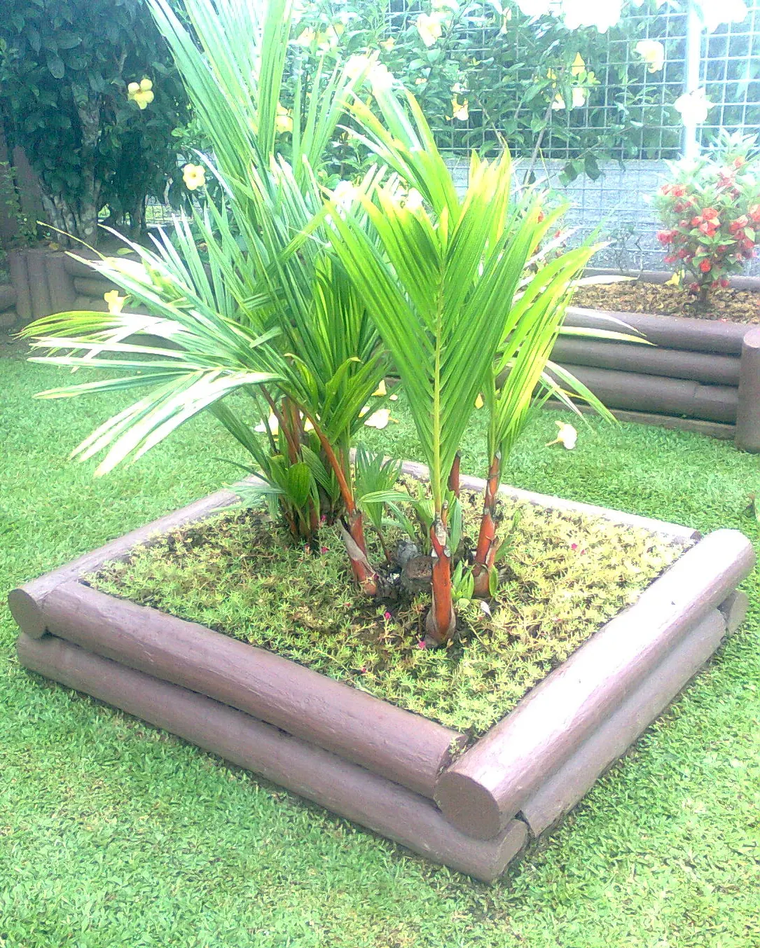 Lipstick Palm (Cyrtostachys Renda) — Full to partial sunlight is ideal for this palm; ideal for creating a colorful, exotic ambiance, image 69
