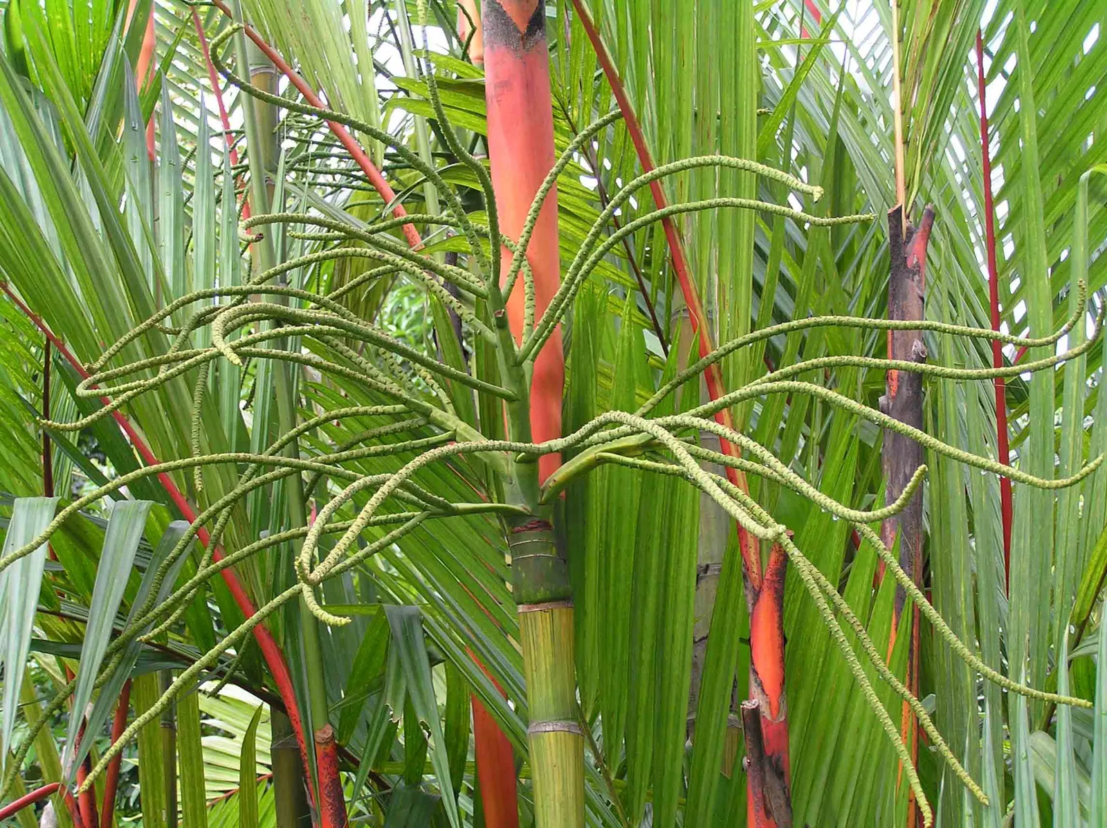 Lipstick Palm (Cyrtostachys Renda) — requiring a consistently moist environment similar to its natural habitat; the designer must account for its, image 64