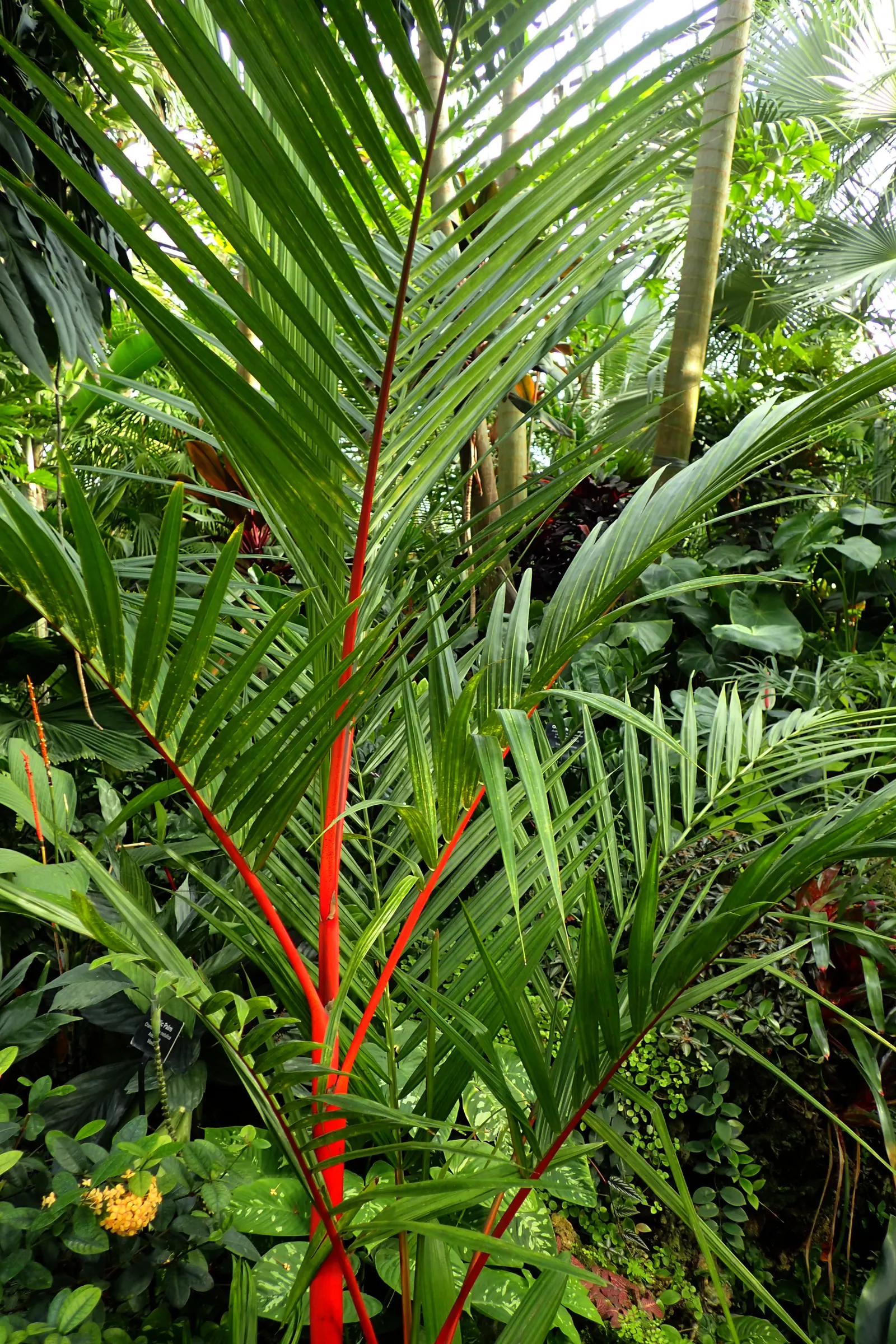 Lipstick Palm (Cyrtostachys Renda) — requiring a consistently moist environment similar to its natural habitat