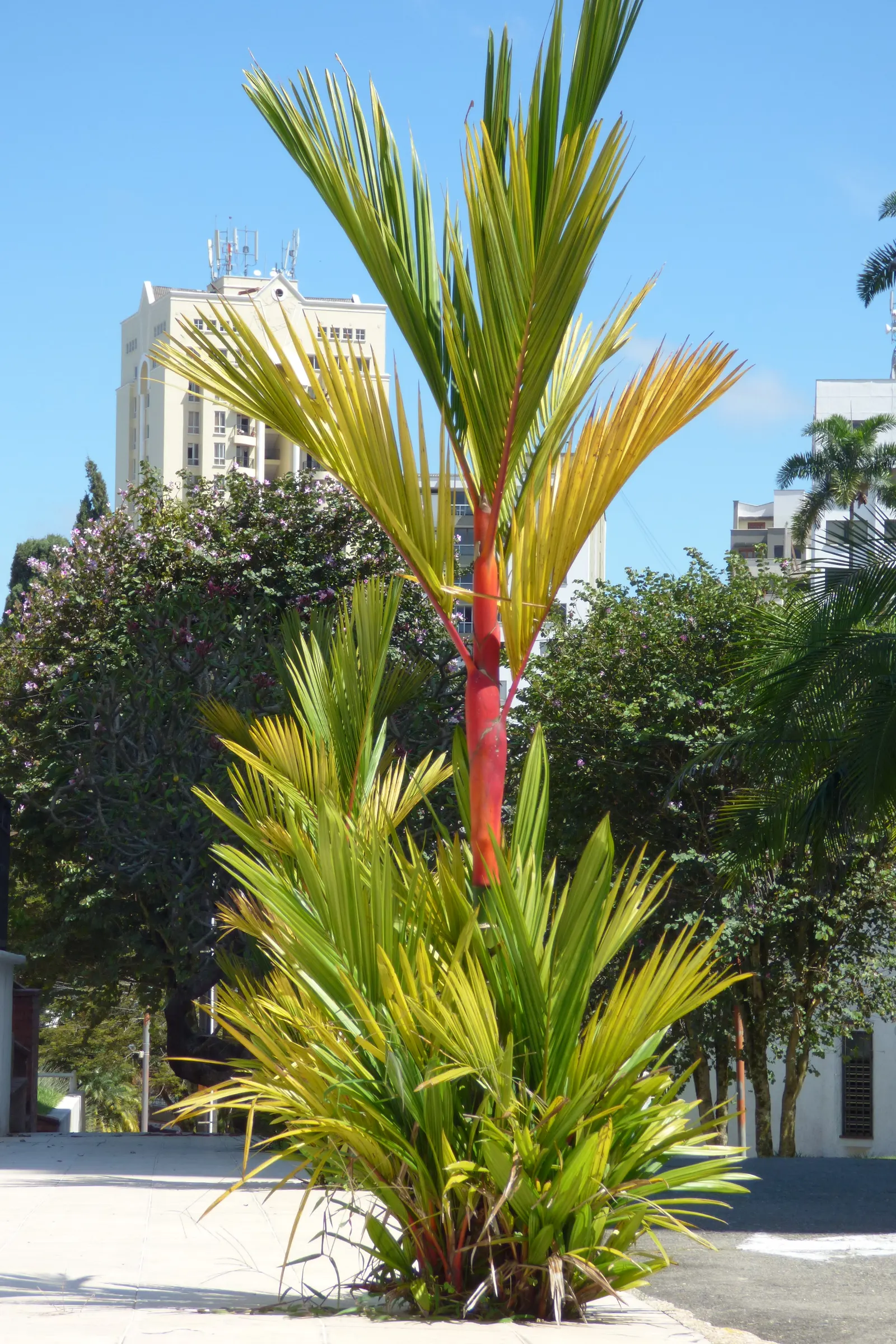 Lipstick Palm (Cyrtostachys Renda) — and protection from cold snaps; the Lipstick Palm, Cyrtostachys renda, boasts vibrant red stalks, a stunning accent in