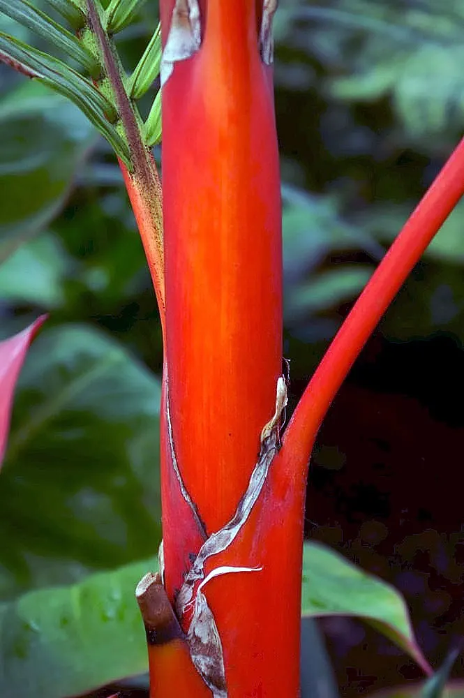 Lipstick Palm (Cyrtostachys Renda) — palm with red blooms