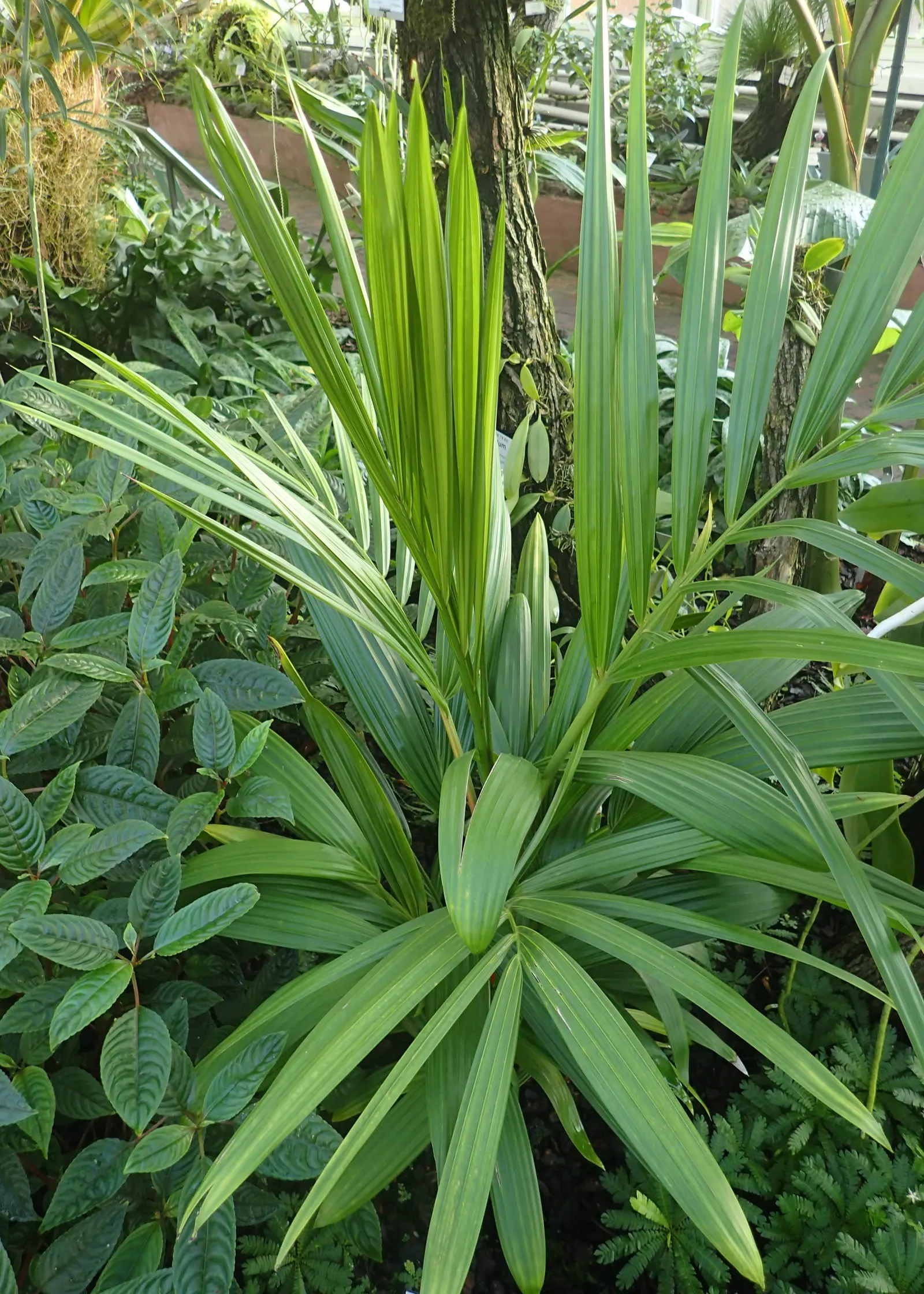 Lipstick Palm (Cyrtostachys Renda) — Thriving in zones 11-12, it prefers full sun to partial shade and ample moisture