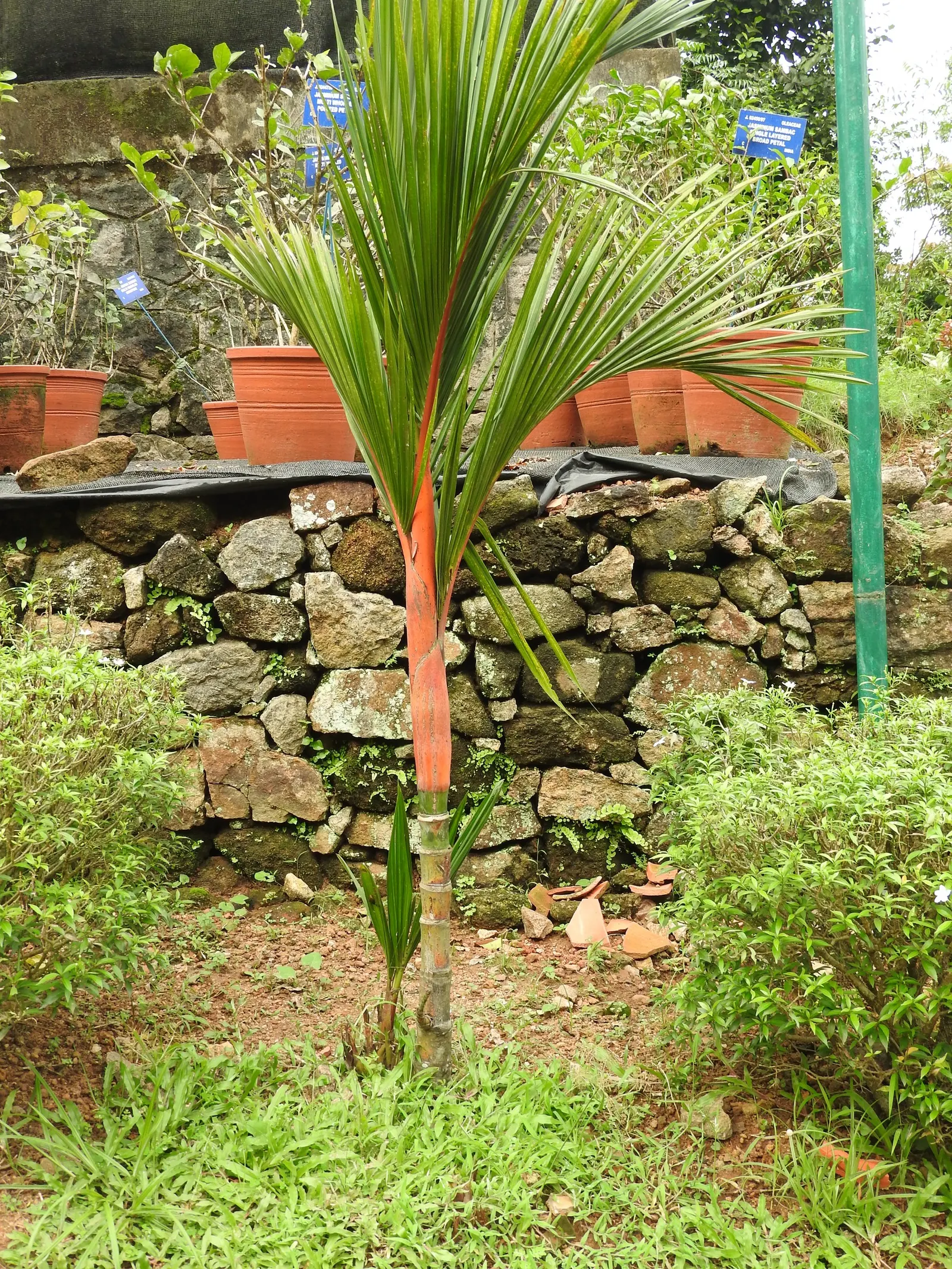 Lipstick Palm (Cyrtostachys Renda) — Thriving in zones 11-12, it prefers full sun to partial shade and ample moisture; each reaching a length of 2 to 3 feet