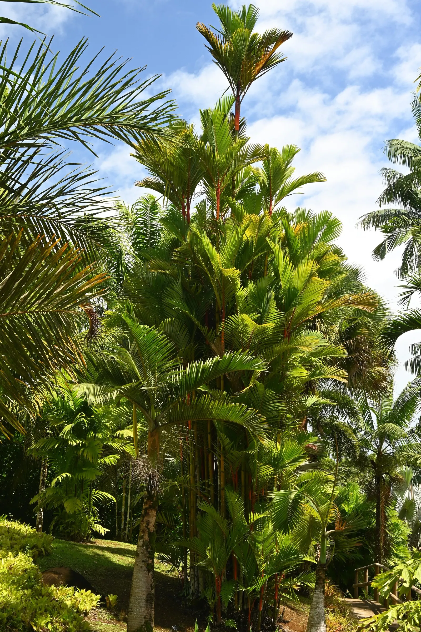 Lipstick Palm (Cyrtostachys Renda) — red flowers in the garden; is a distinctive tropical plant that serves as an eye-catching addition to any, image 73