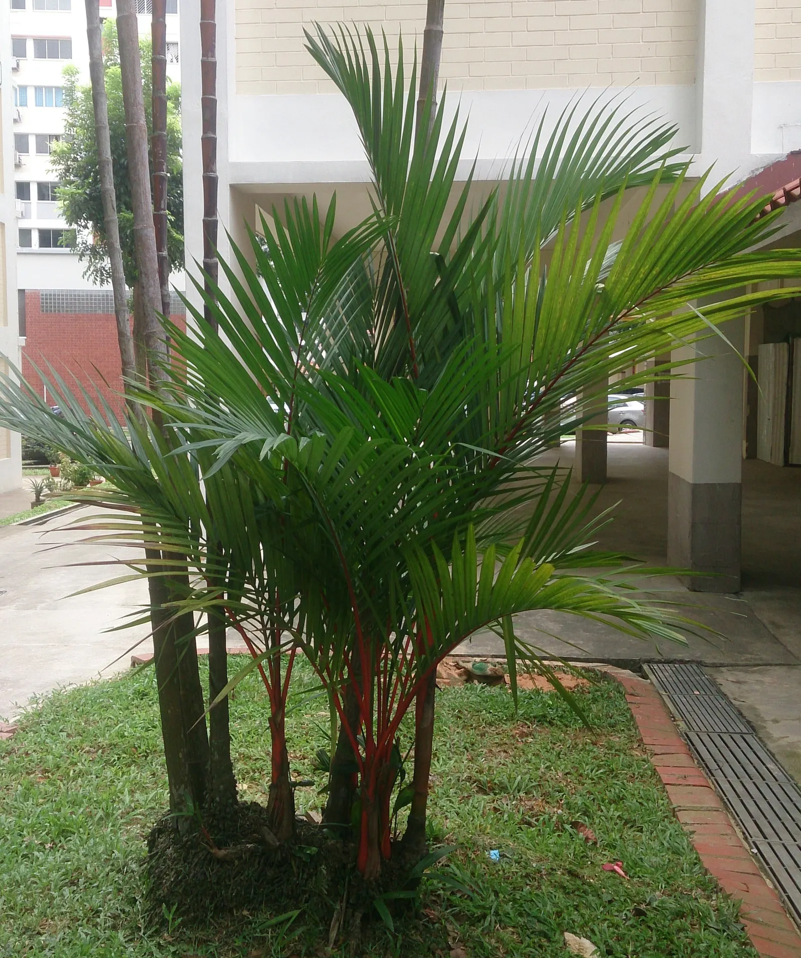Lipstick Palm (Cyrtostachys Renda) — making it well-suited for focal points in landscape designs